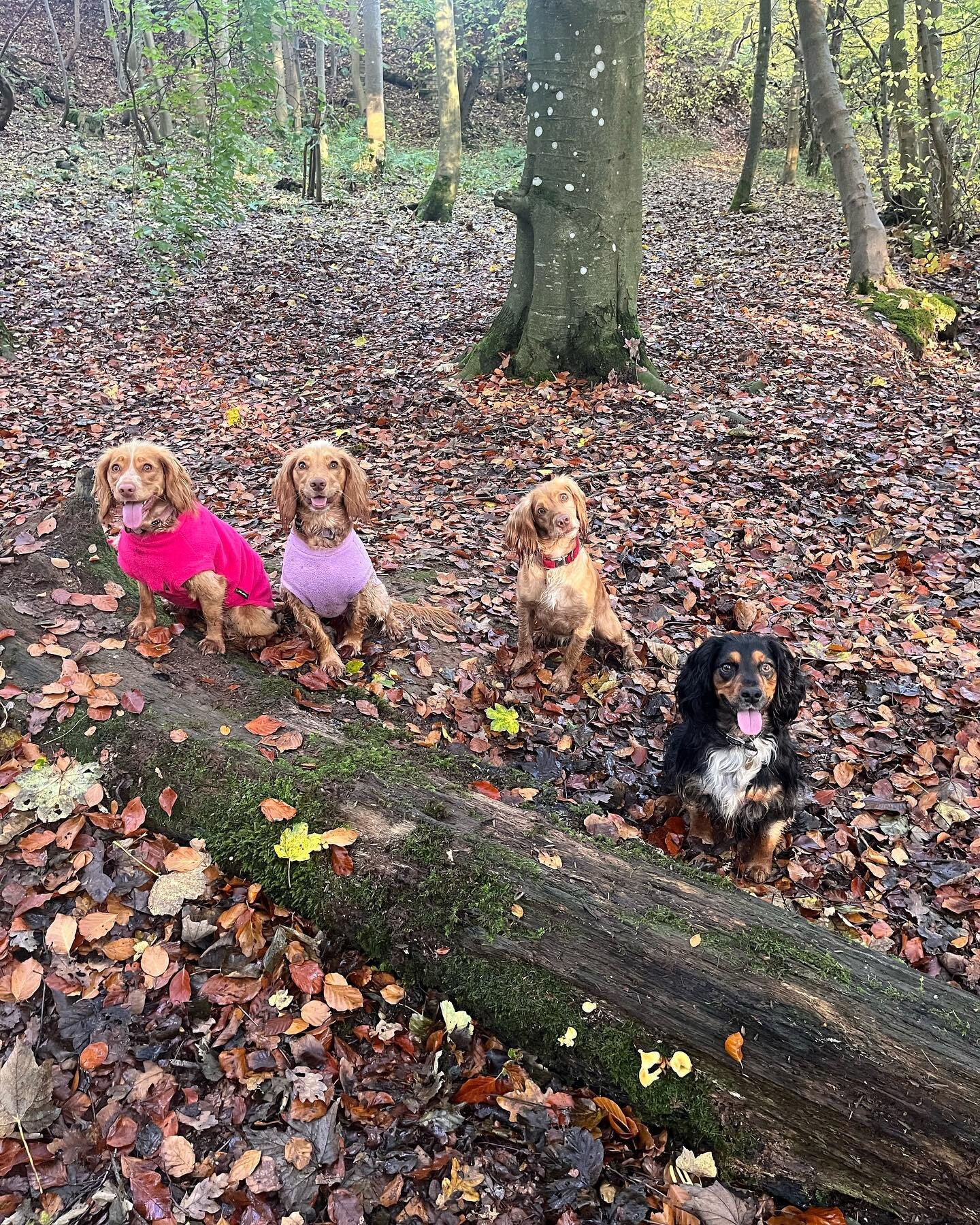 Cocker gang is out today, lots of tired and happy doggos🐶🐾🐕 #dog #dogs #dogsofinstagram #dogstagram #dogslife #dogwalker #dogwalkersofinstagram #dogwalkerlife #dogwalkerslife