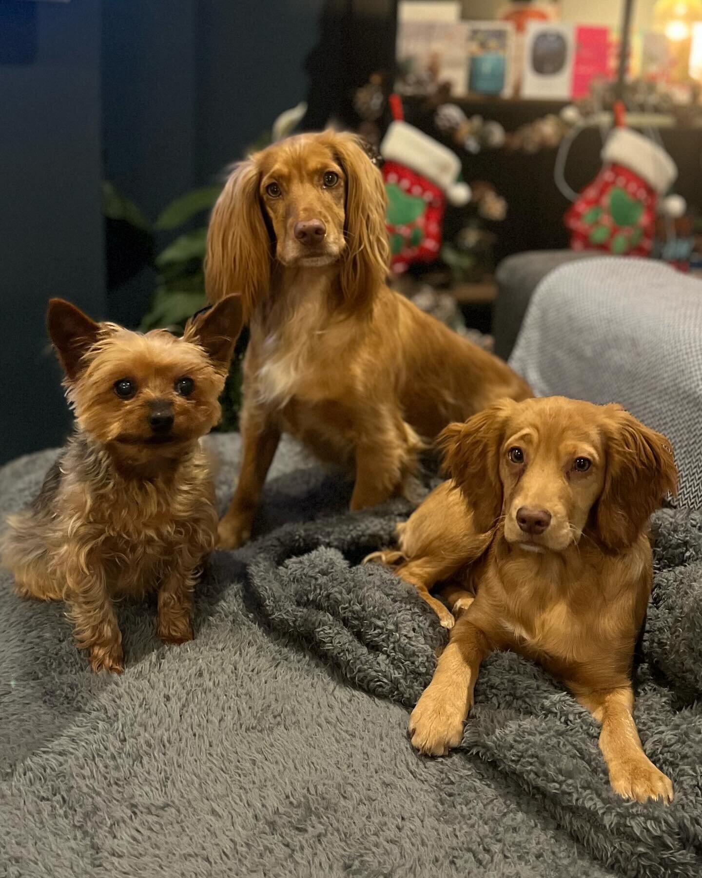 Merry Christmas everyone🎄and happy holidays, I want to thank you all for all the wonderful gifts 🎁 you all spoilt me and the fur babies! 🐶🐶🐶

I hope you all are enjoying the festivities and relaxing with your feet up and your favourite beverage 