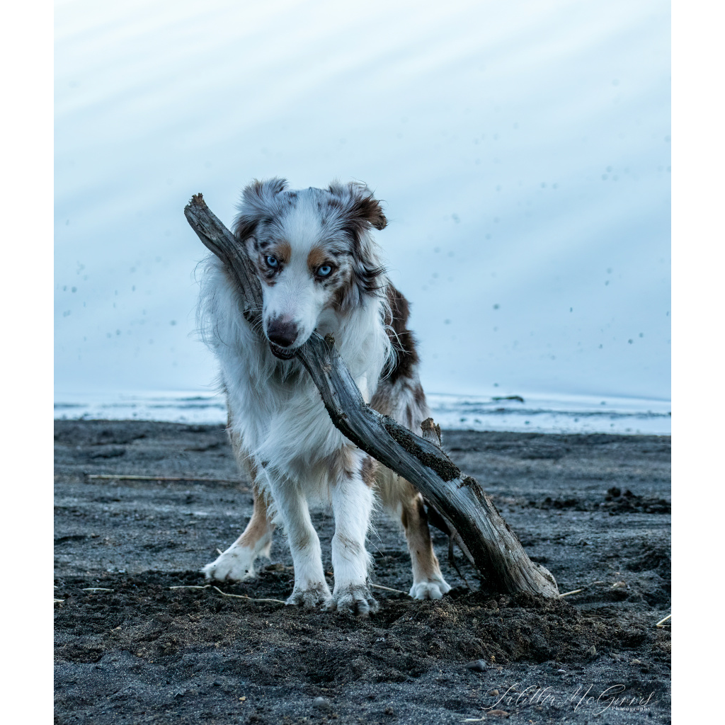 rocket-australian-shepherd-1.png