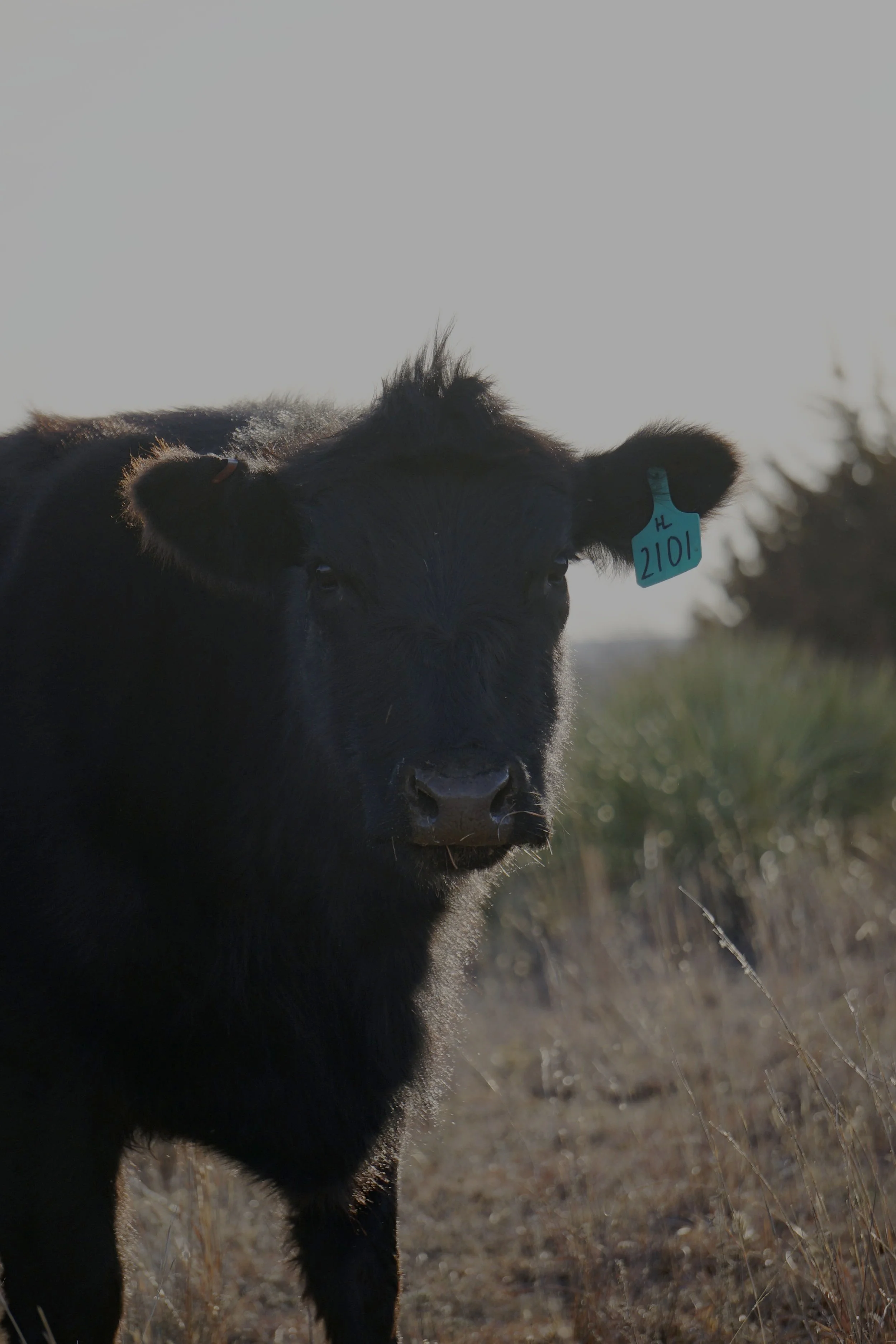 A black calf standing outdoors on dry grass with trees in the background, facing the camera.