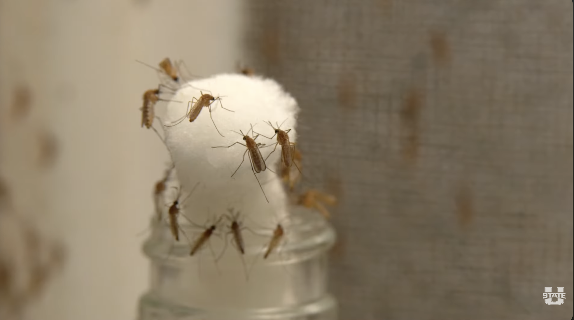 AMCARF Awards Grant to Dr. Norah Saarman for AI-Powered Identification of West Nile Virus Mosquito Vectors