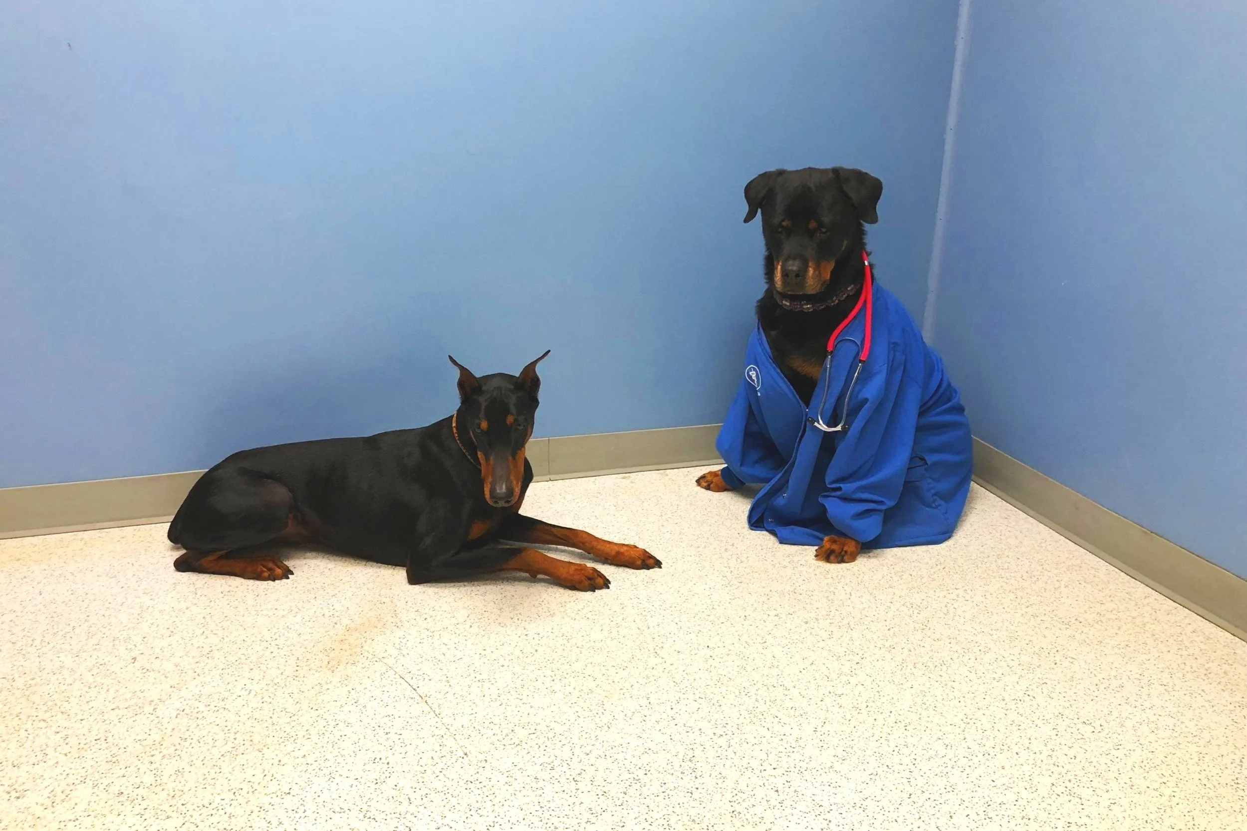 Best Friends Veterinary Hospital