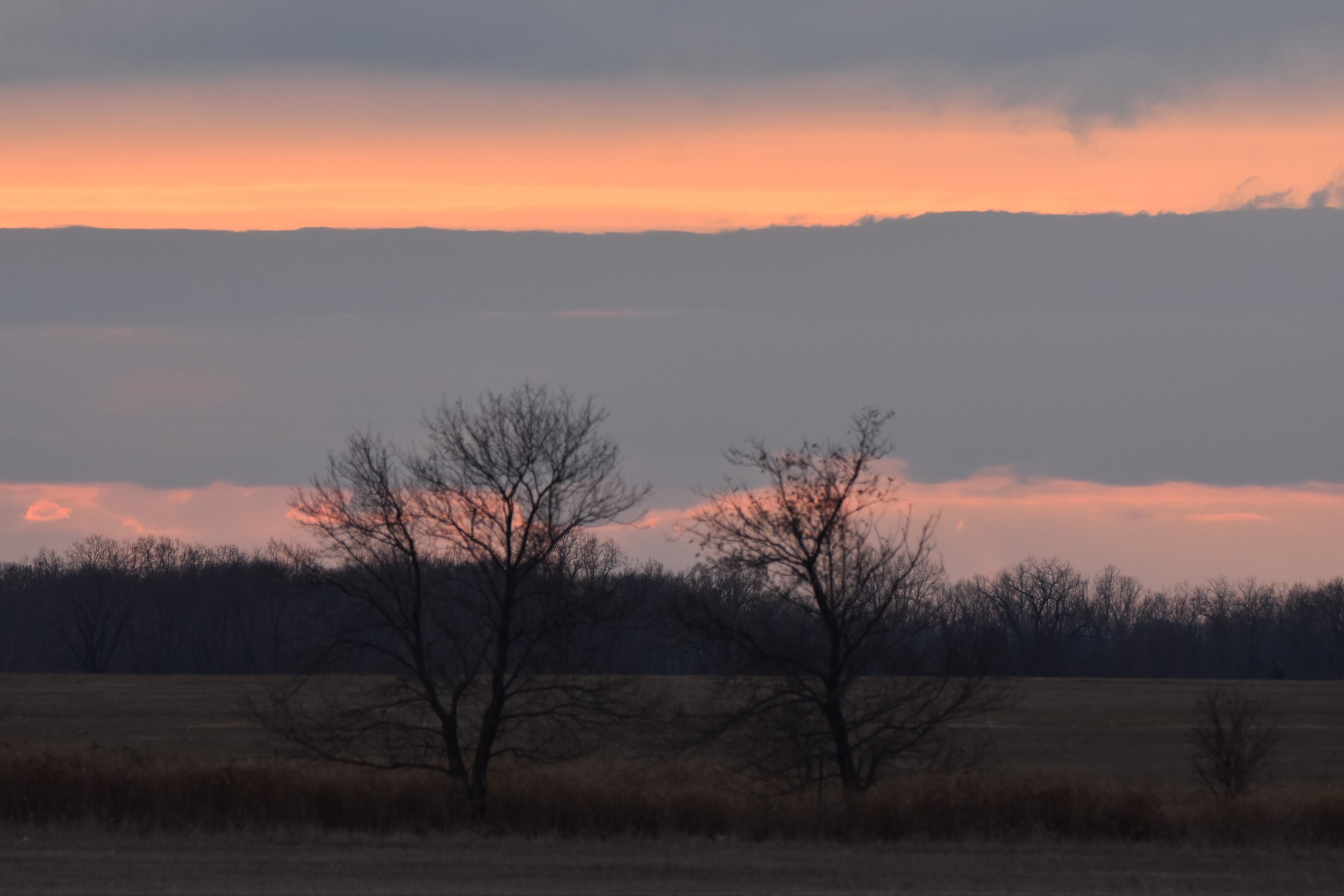 orange sherbert stripes
