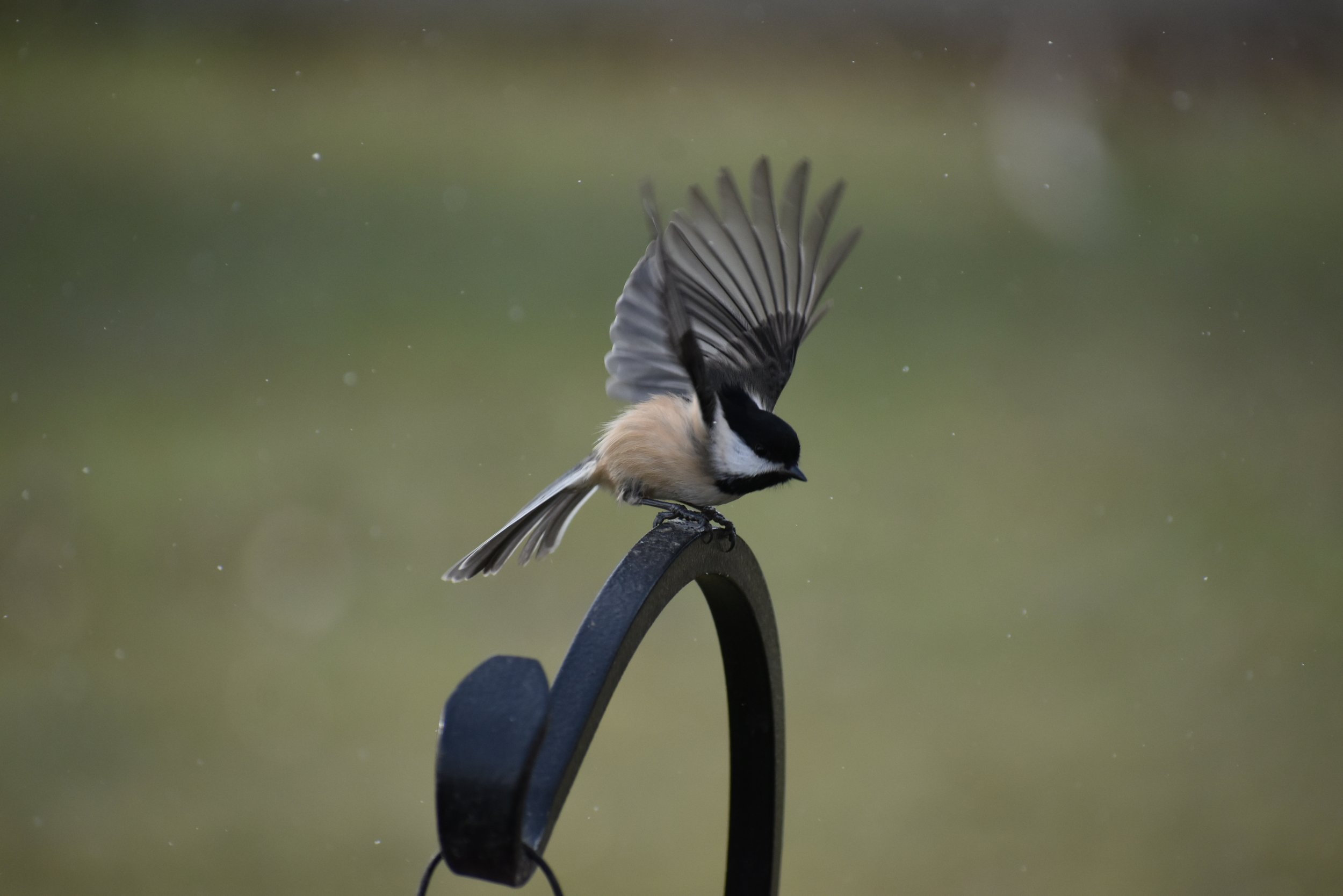 Chickadee