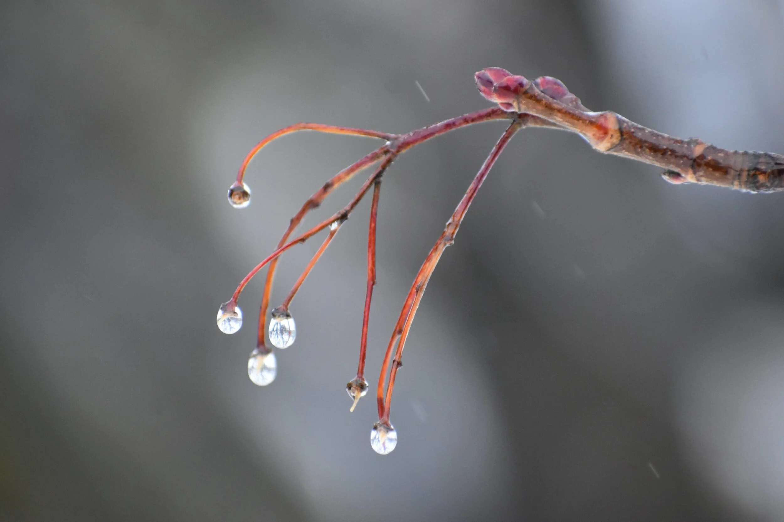 Reflecting on Refraction