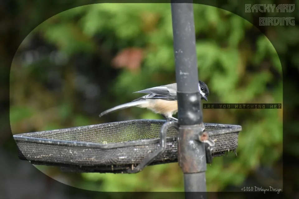 Are You Watching Me?