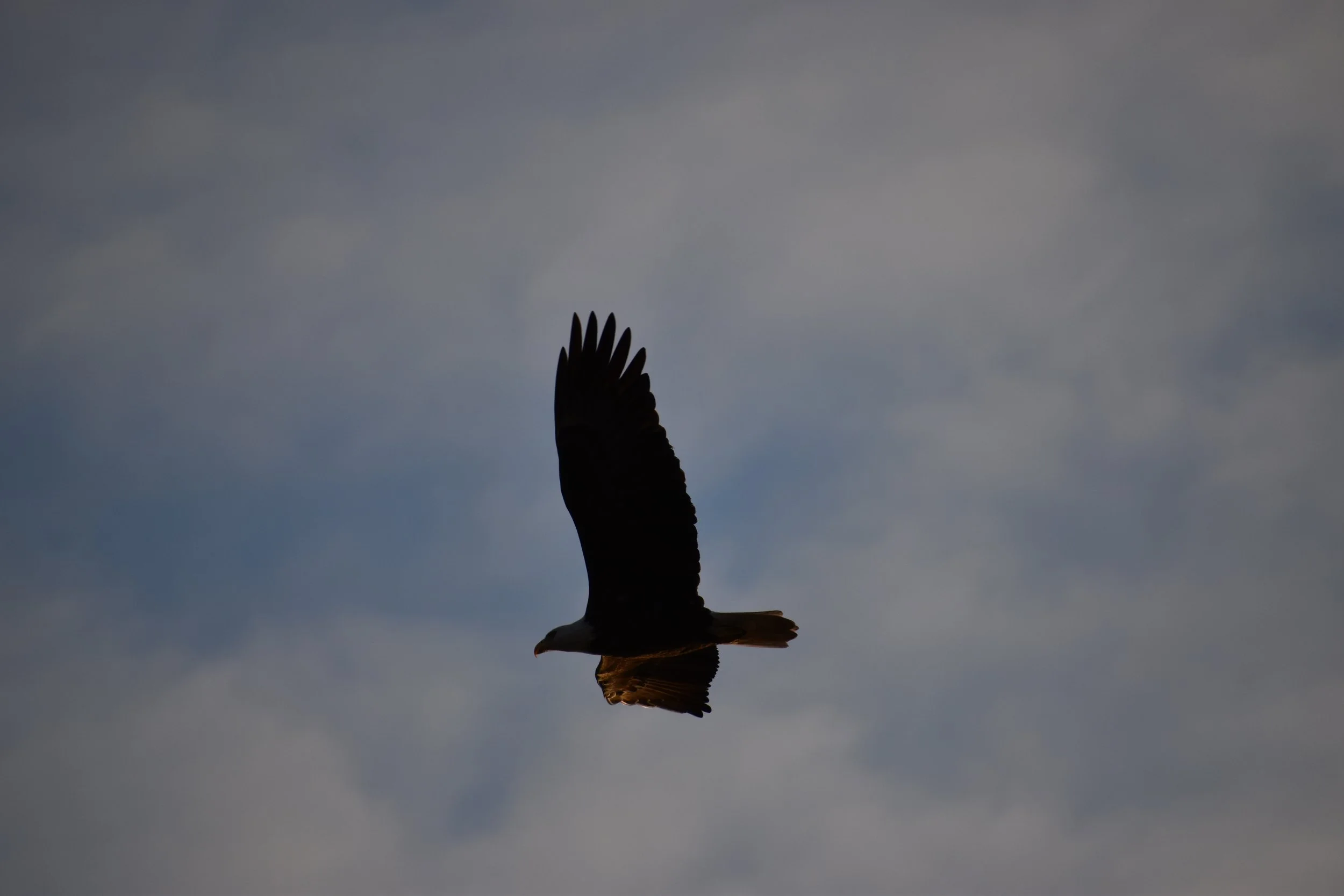 eagle in flight