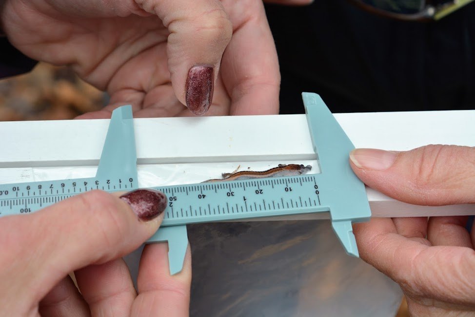  Volunteers use calipers to carefully measure a salamander contained in a plastic baggie. This method keeps them skill and safe from overhandling while measurements are taken. 