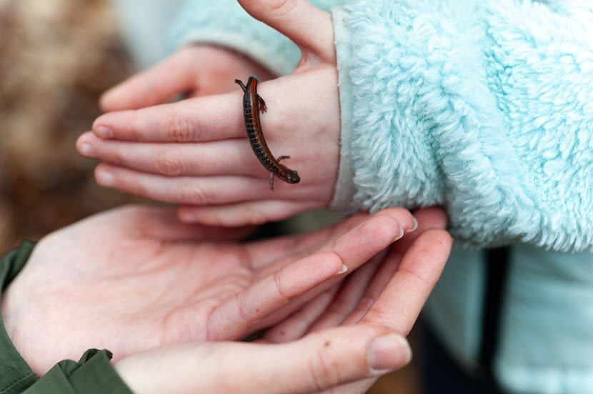  An eastern red-backed salamander crawls across the hand of a young volunteer. 