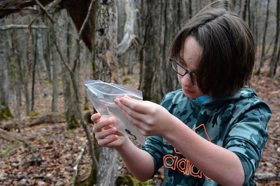  Sam Hainstock positions a salamander in a baggie to prepare it for measuring. 