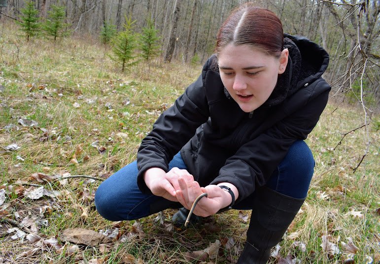  Aleecia Adams gently handles a ring-neck snake found under one of the cover boards. 