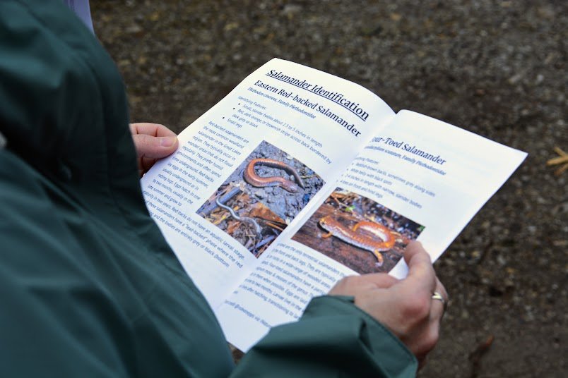  A volunteer reads up on different species of salamanders native to Michigan. 