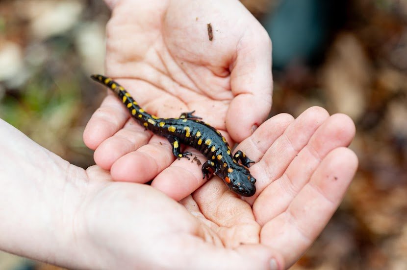  A mature spotted salamander held in a person’s hands. Photo courtesy Samuel Baer 