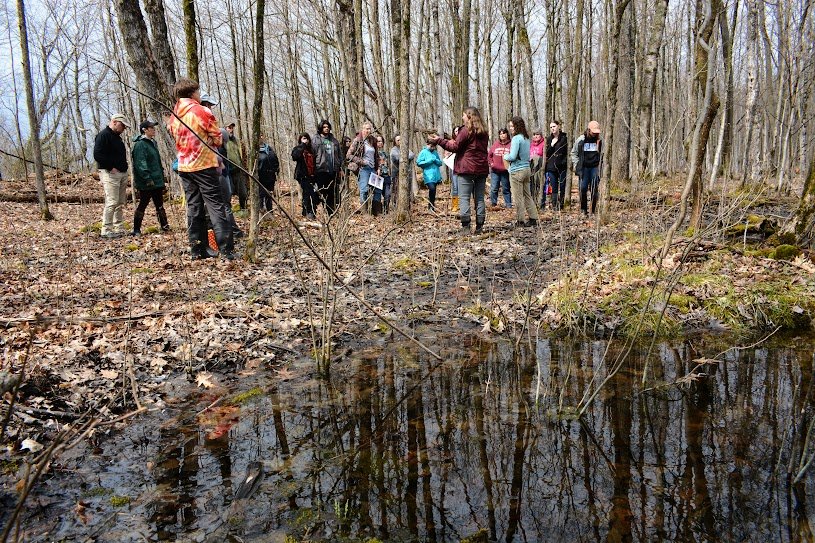  Volunteers explore a vernal pool, a seasonal wooded wetland where salamanders, frogs and other creatures can be found in springtime. 