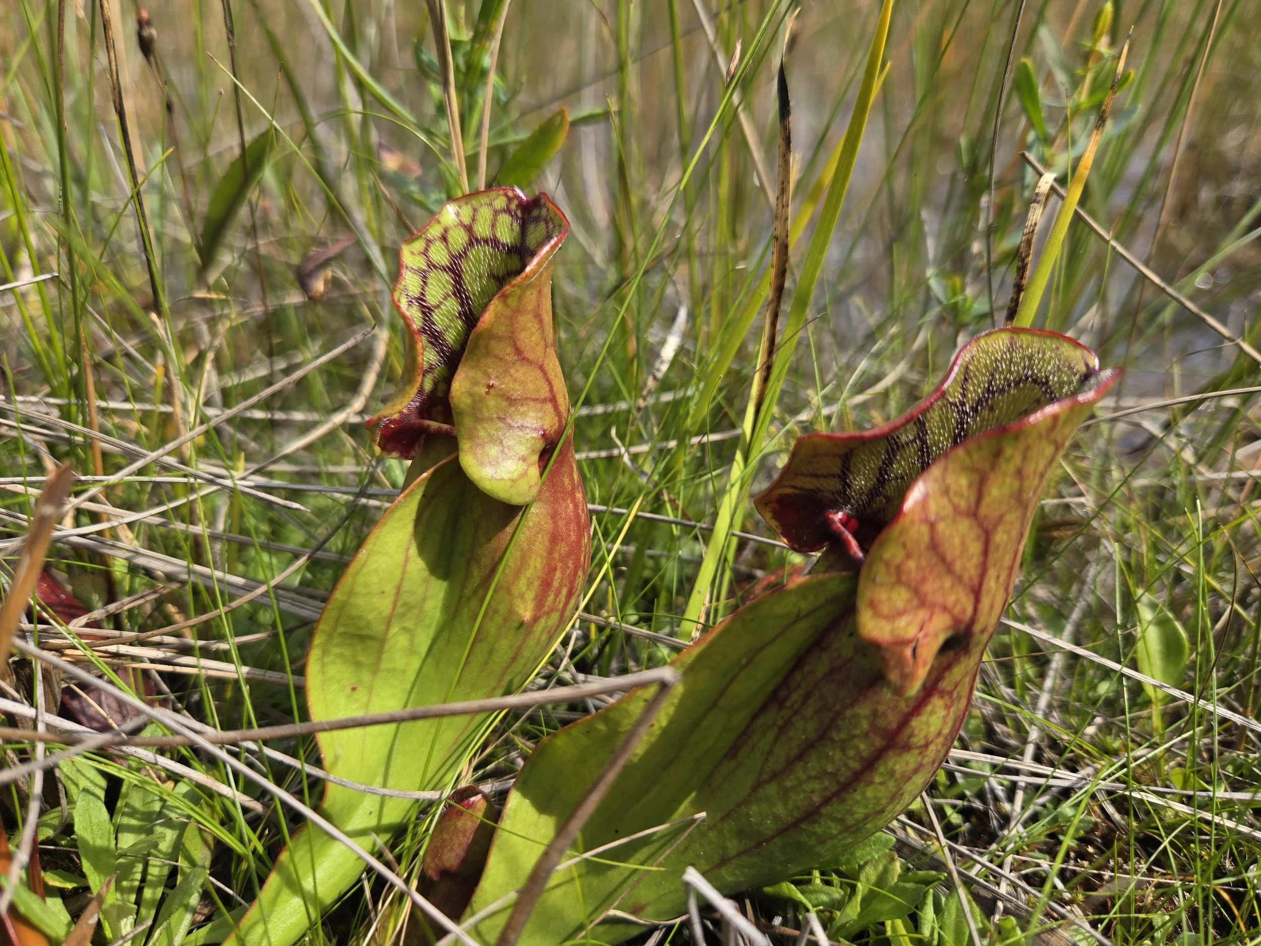  Northern pitcher plant, Sarracenia purpurea, a carnivorous species found in the coastal fen at North Point. 