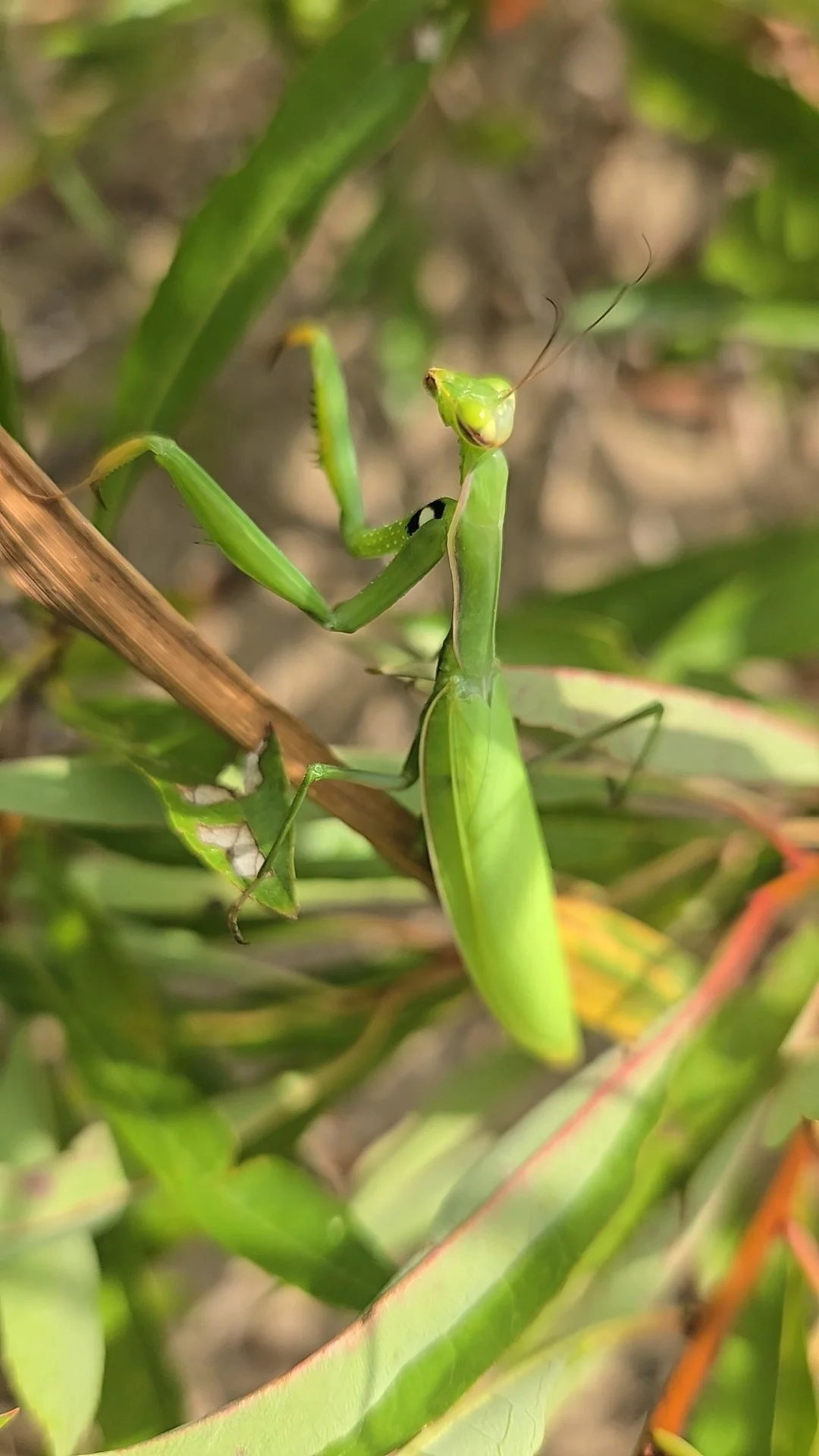  A praying mantis crawls on dune grass. 