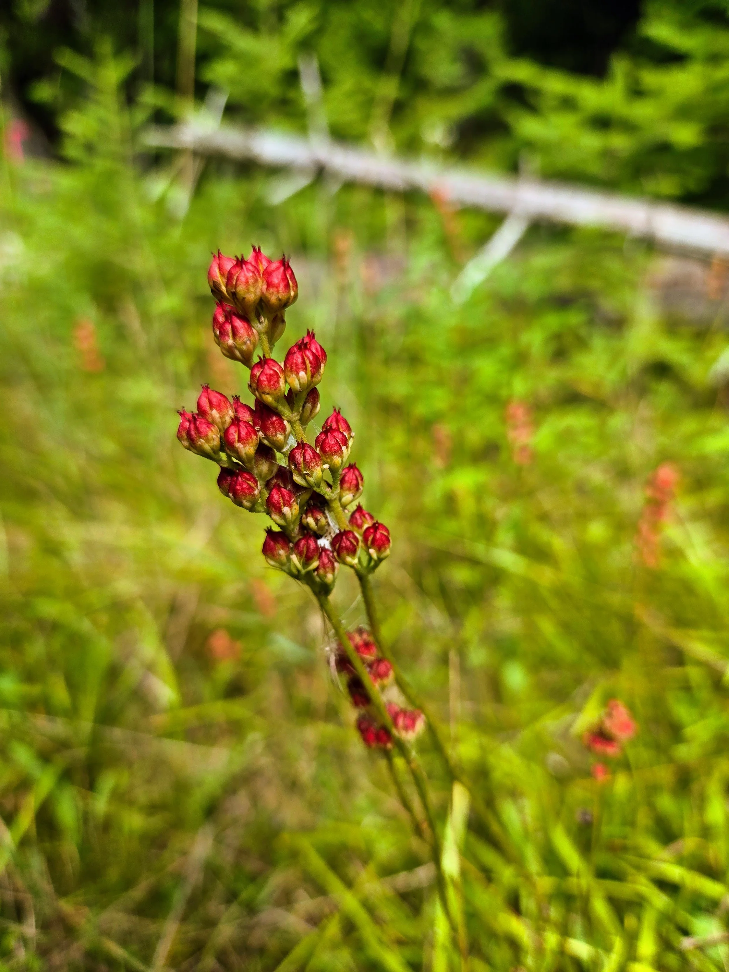 The seed head of sticky false asphodel, Triantha glutinosa, a bog species 