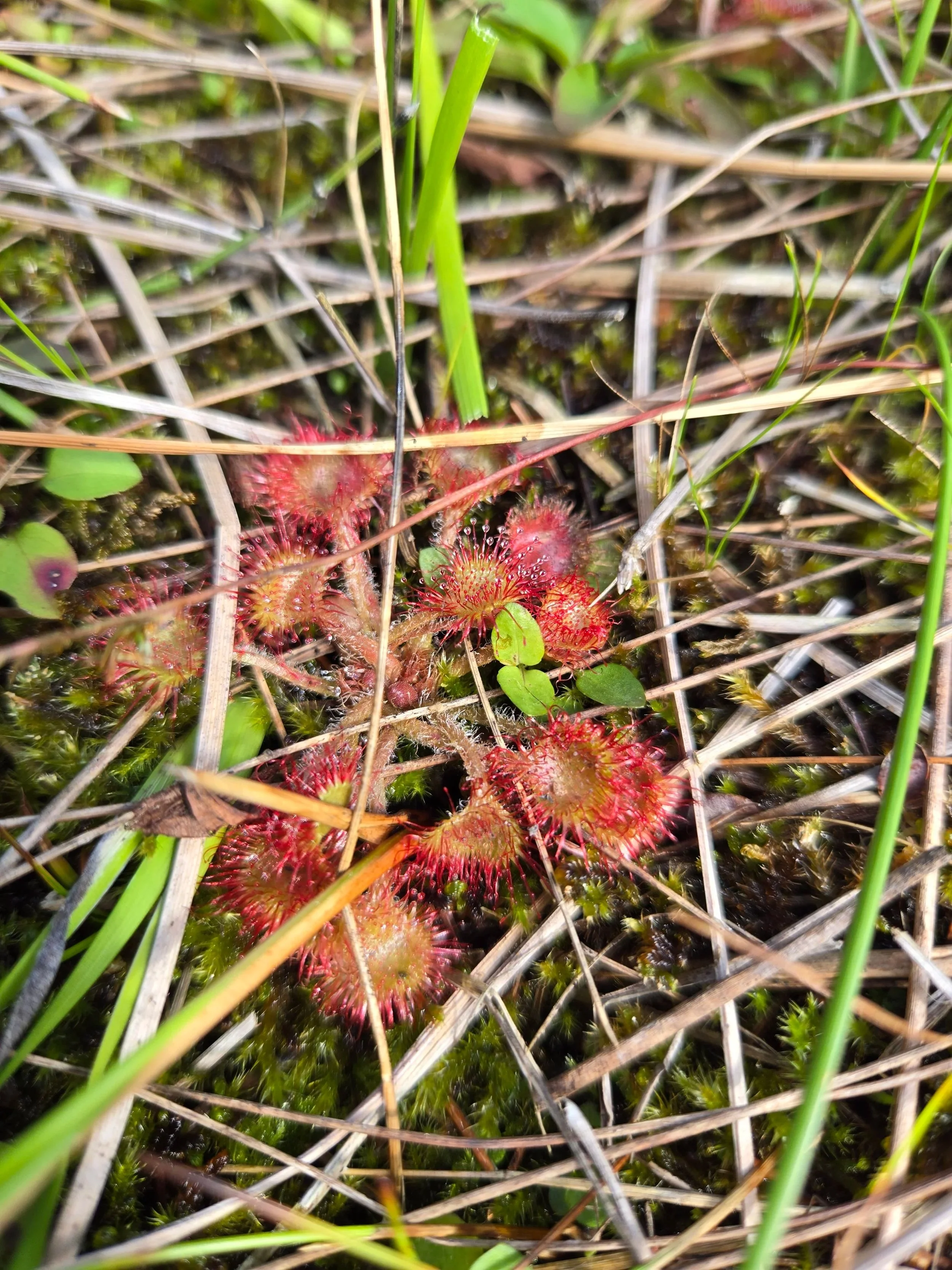  Round-leaved sundew, Drosera rotundifolia, is one of several species of carnivorous plants observed in the coastal fen at North Point. 
