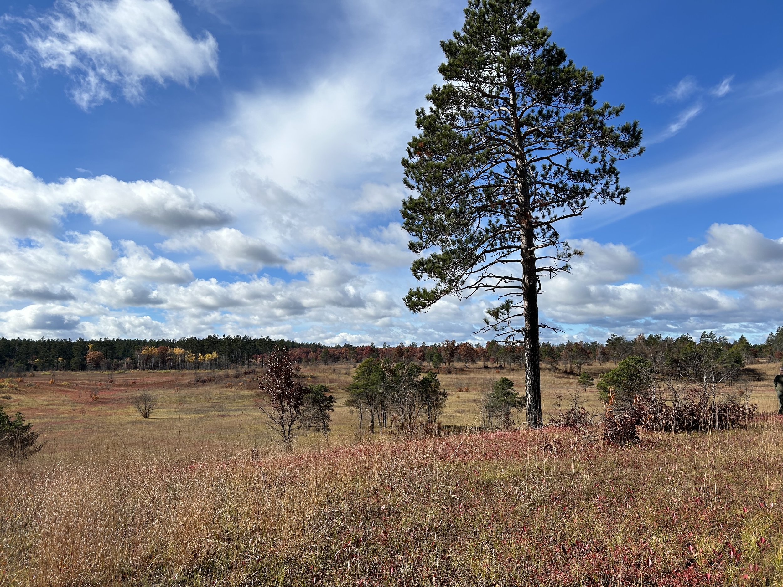  A view of Mio Prairie, an intact example of what was once Northern Michigan’s dominant ecosystem type. 