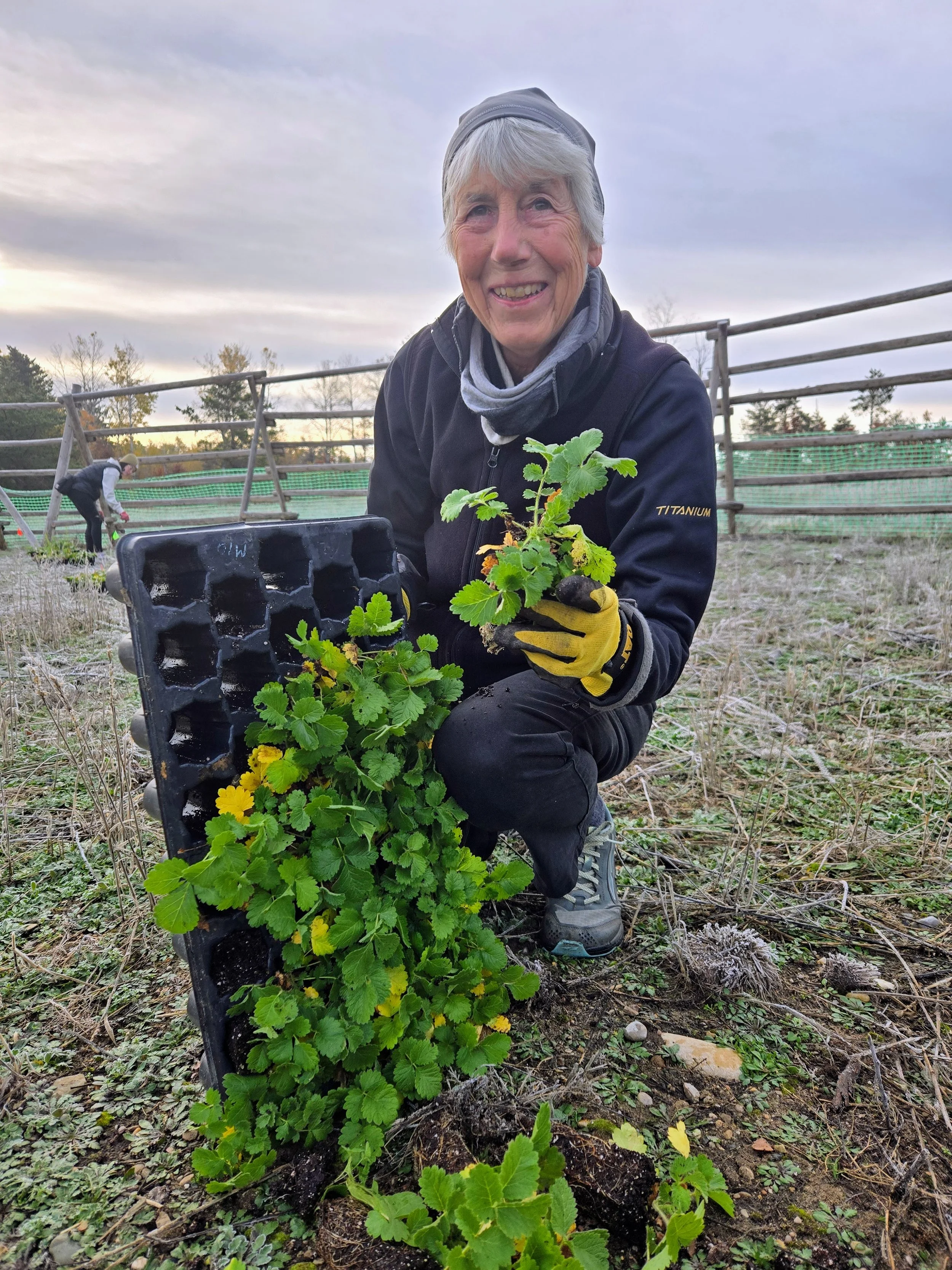  Cheryl McCormick plants a native-seed propagation site on the Mio Prairie. 