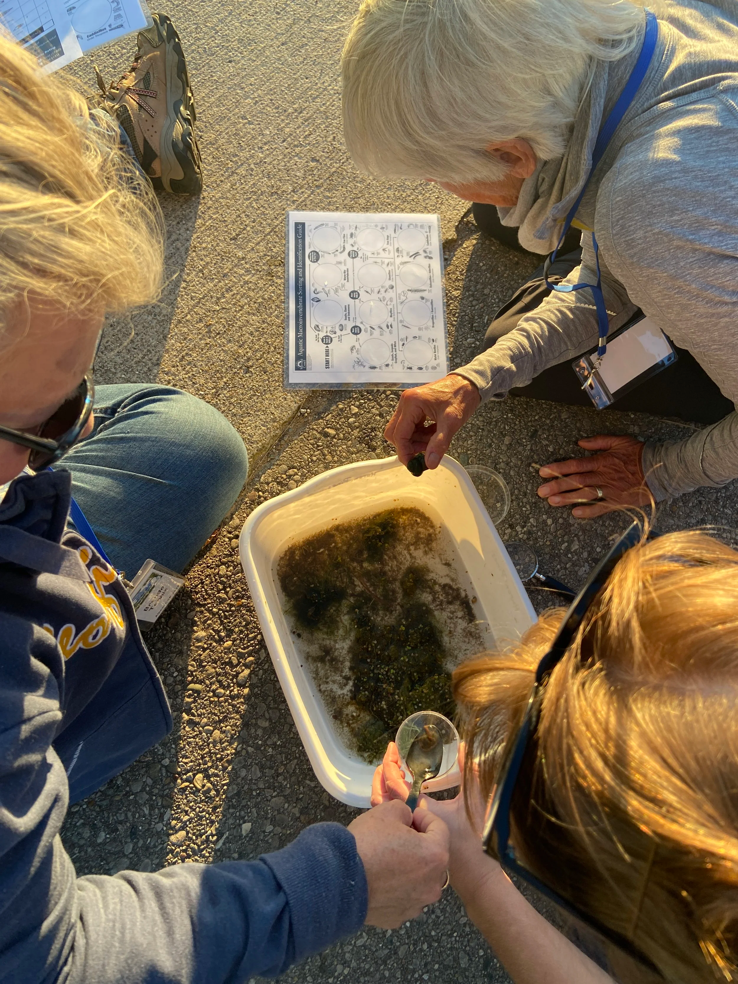  Conservation Stewards learn to identify macroinvertebrates—tiny larval insects which make up the base of the food chain in an aquatic ecosystem. 