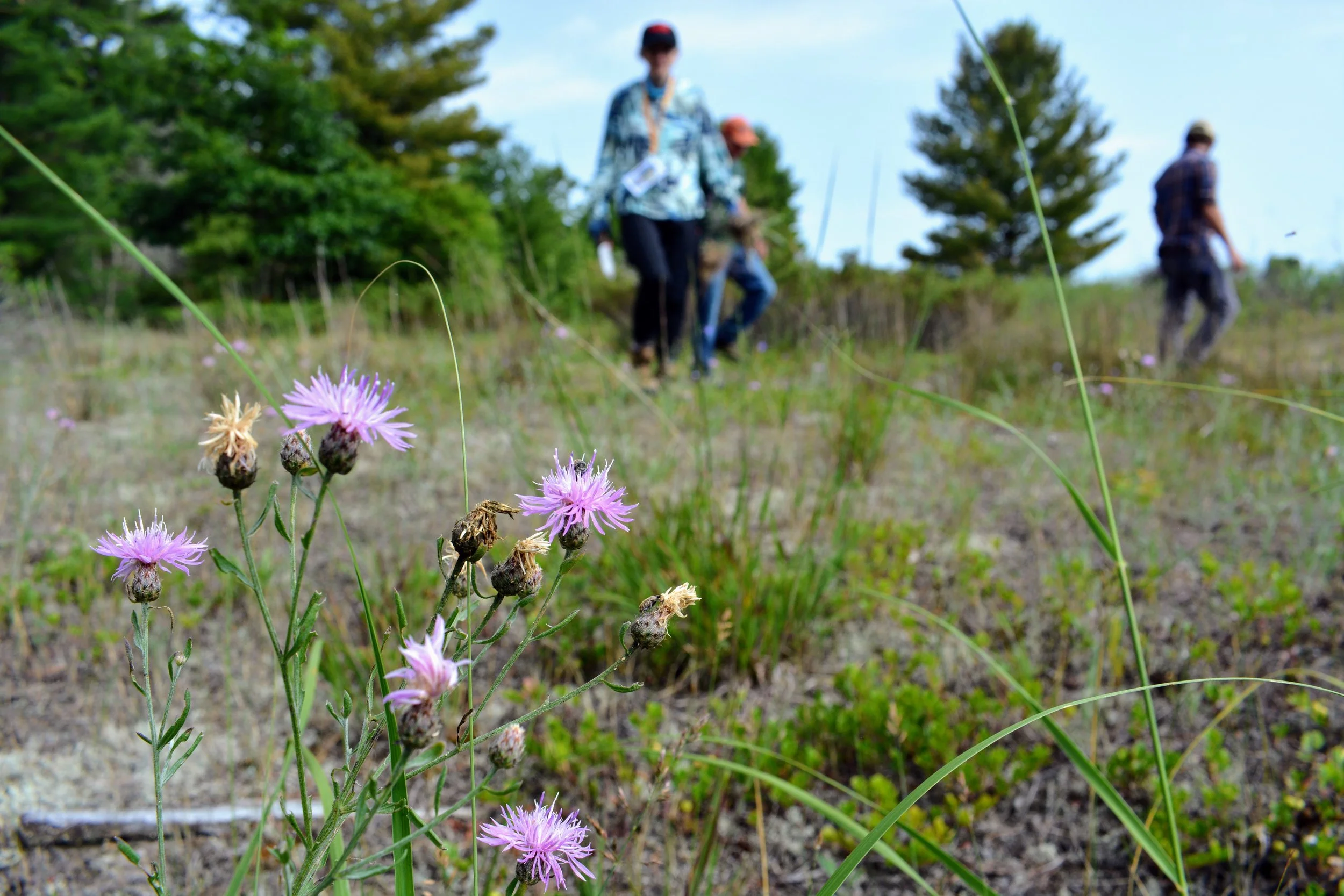 Invasive Species Workday
