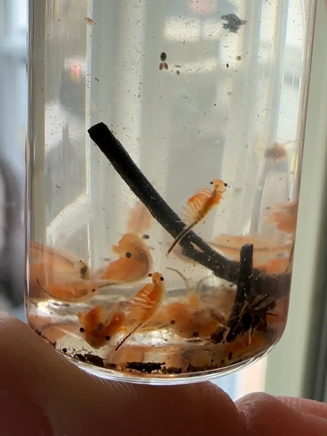 Monitoring Vernal Pools with Huron Pines AmeriCorps — Huron Pines
