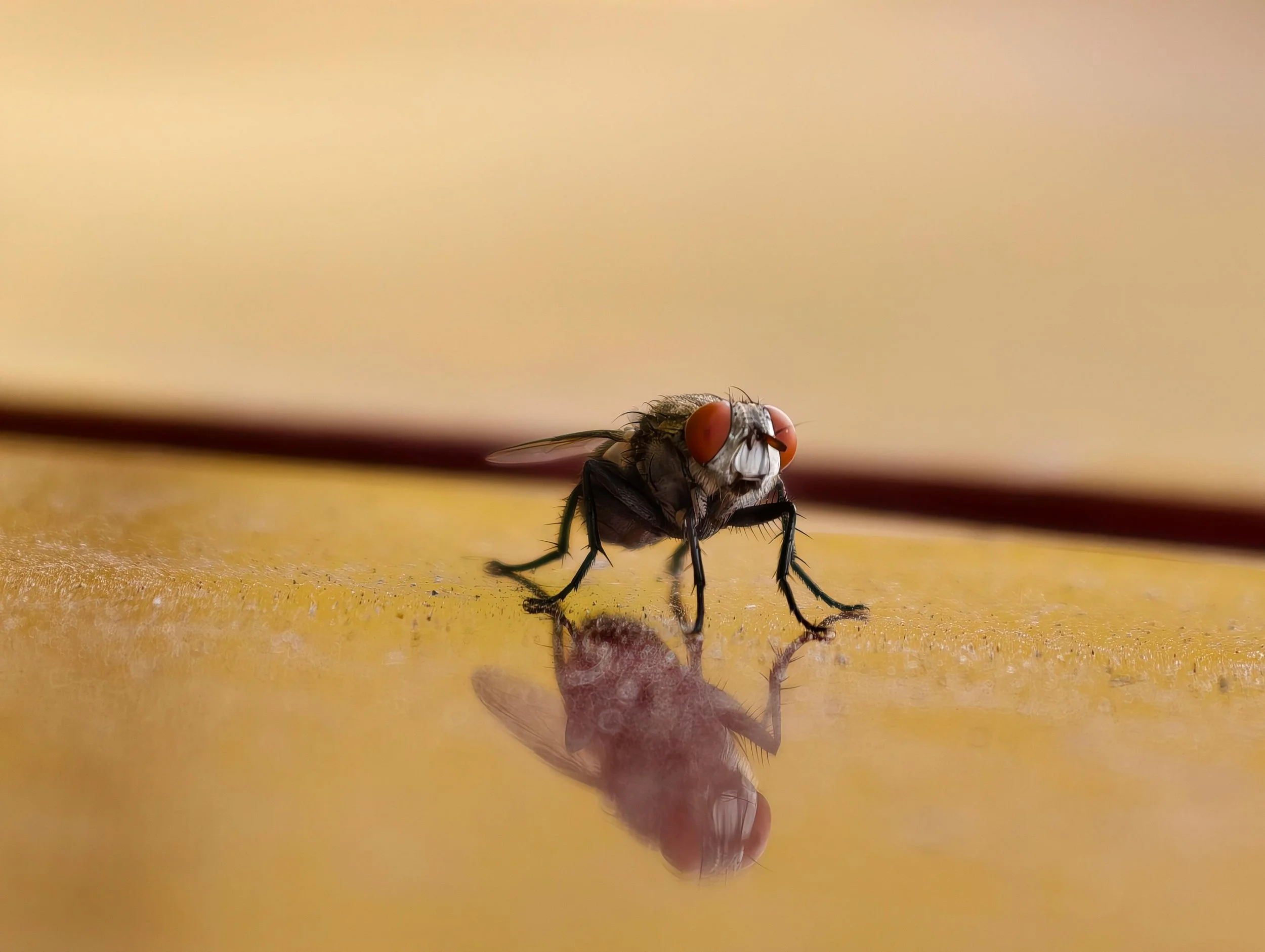 In Between Times, I Swatted Flies, by Jason DeYoung