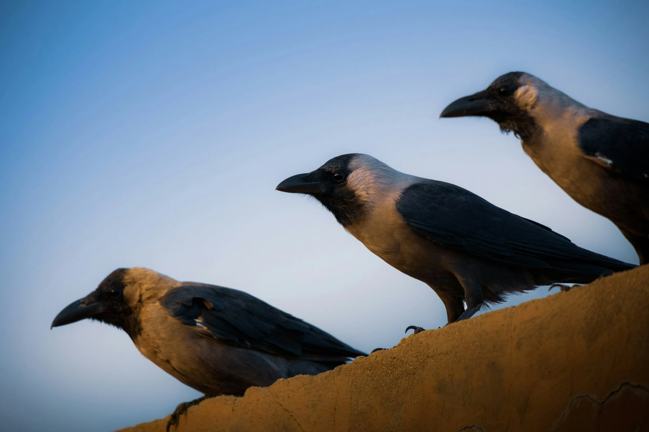 when a trio of crows ram a red-tailed hawk into your front-porch window, by Abbie Doll