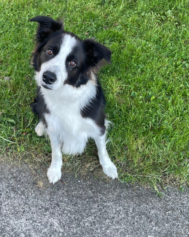 A black and white Border Collie dog sitting on grass next to a sidewalk, looking up with a tilted head.