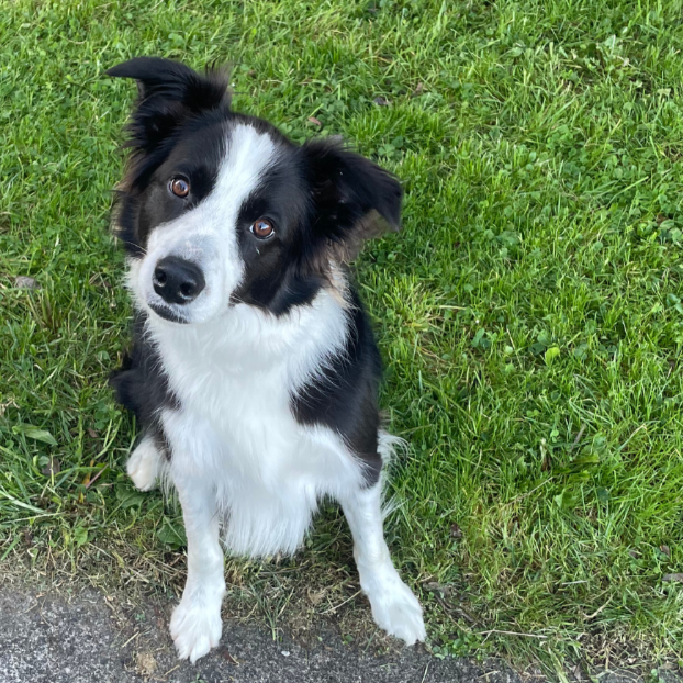 Black and white Border Collie dog sitting on grass, looking at the camera with head tilted.