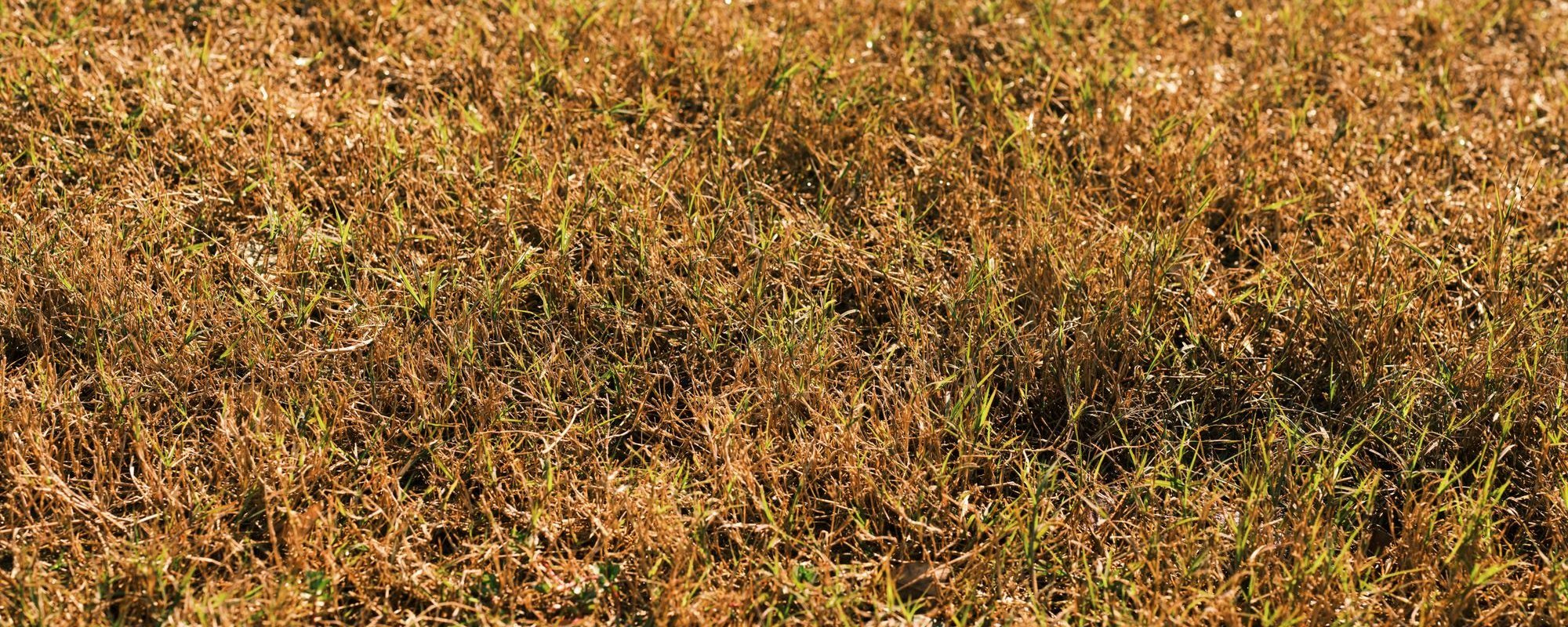 Dry, yellowing lawn during a summer dry spell