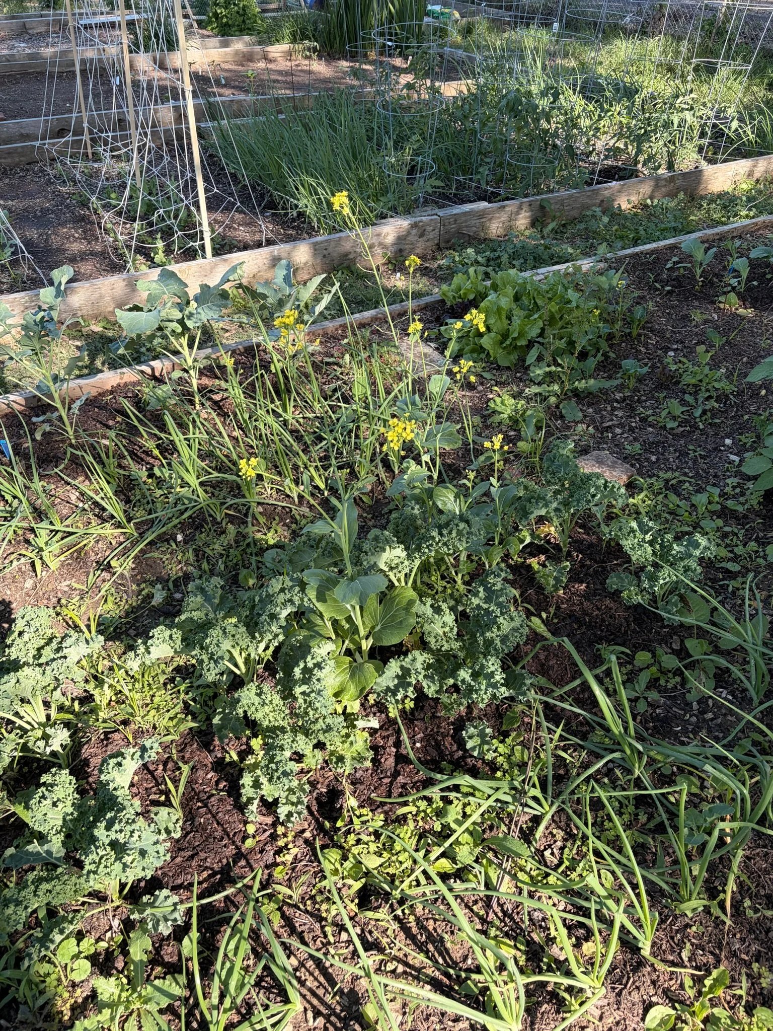 Raised garden beds with green plants growing at the Limerick Community Garden.