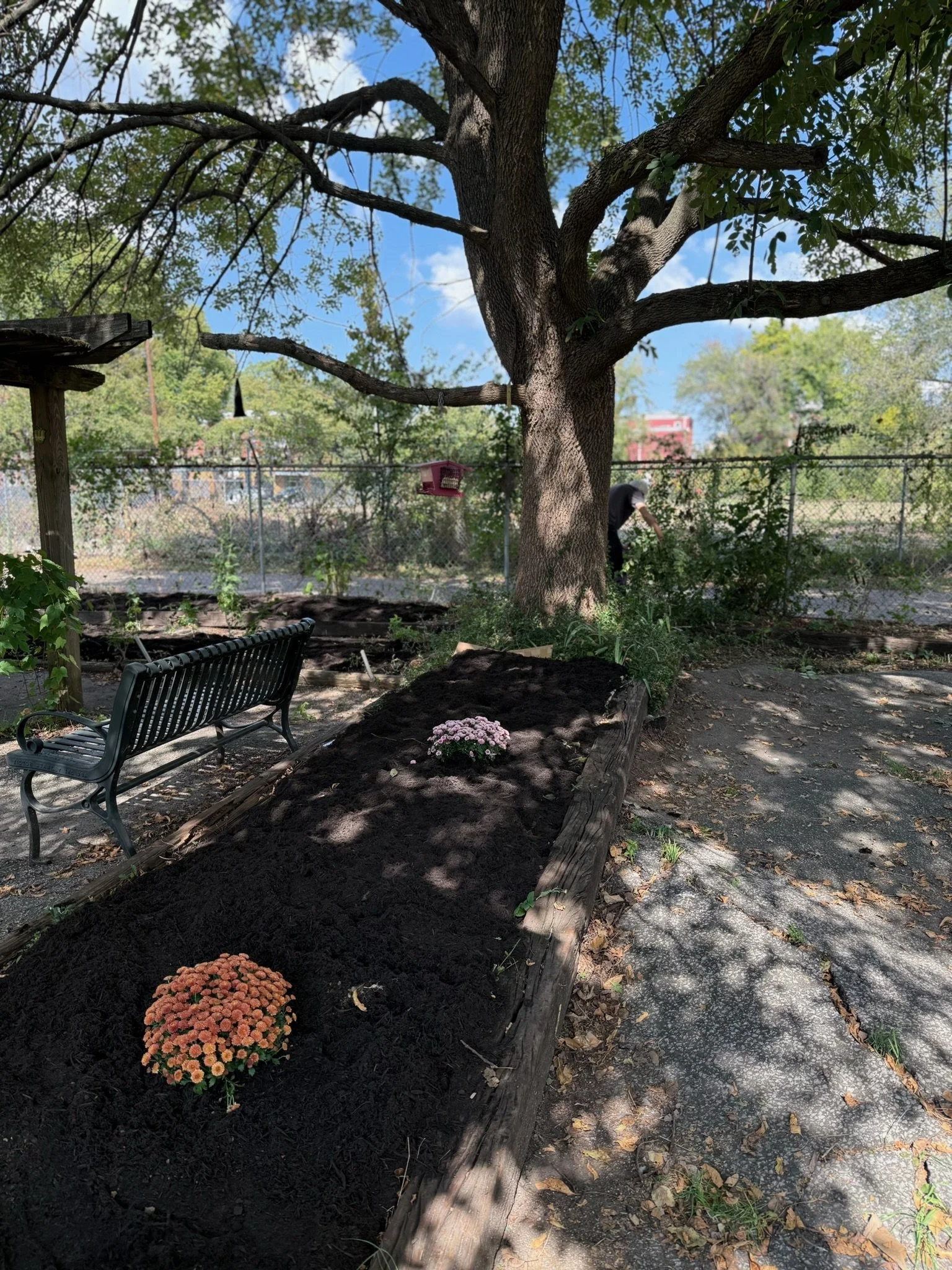 Side view of the Limerick Community Garden with garden beds and a large tree.