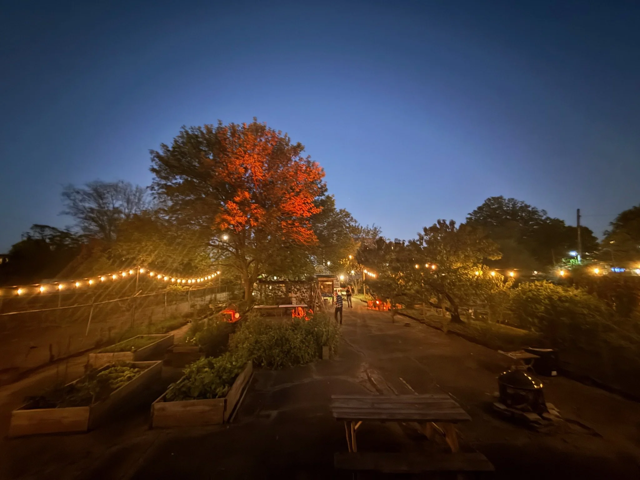 Limerick Community Garden at night with trees and string lights.