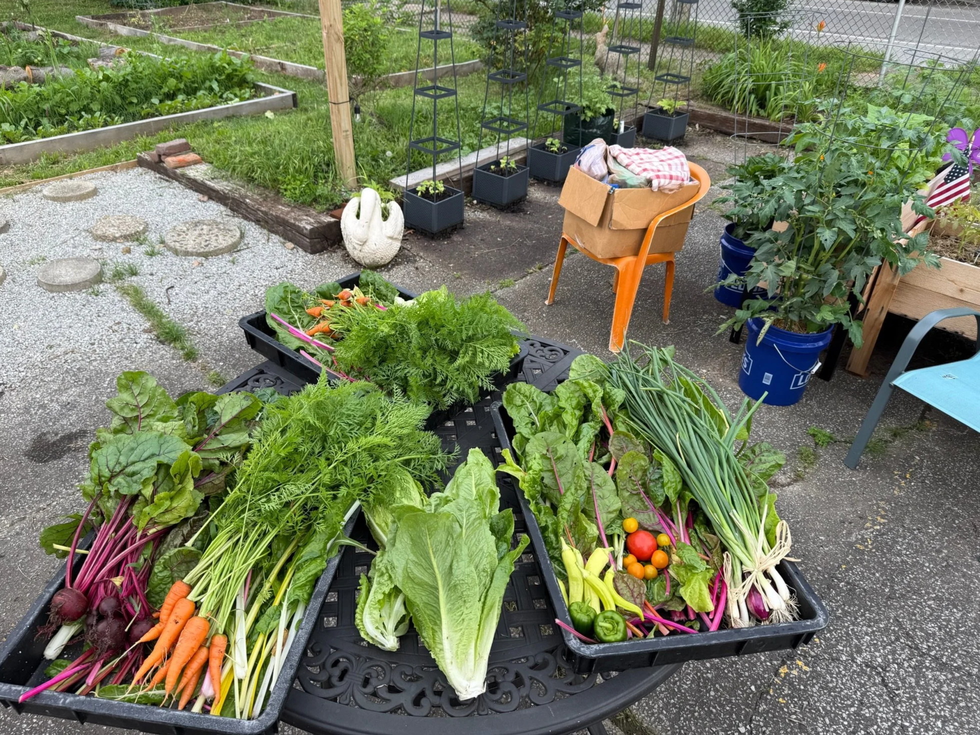 Harvested carrots, beets, lettuce, and tomatoes displayed on a black tray in the Limerick Community Garden, with garden beds and potted plants in the background.