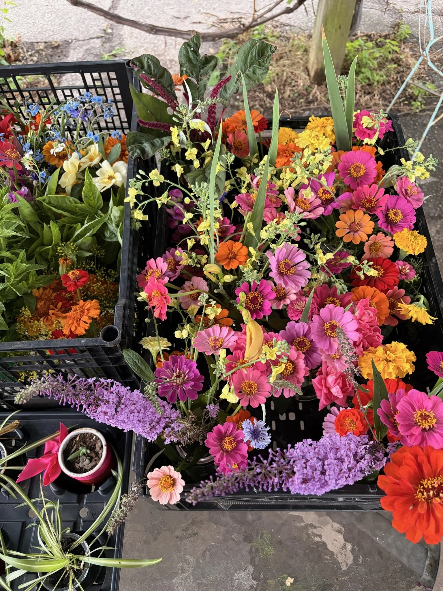 Colorful flowers arranged in black plastic trays and small pots at the Limerick Community Garden.