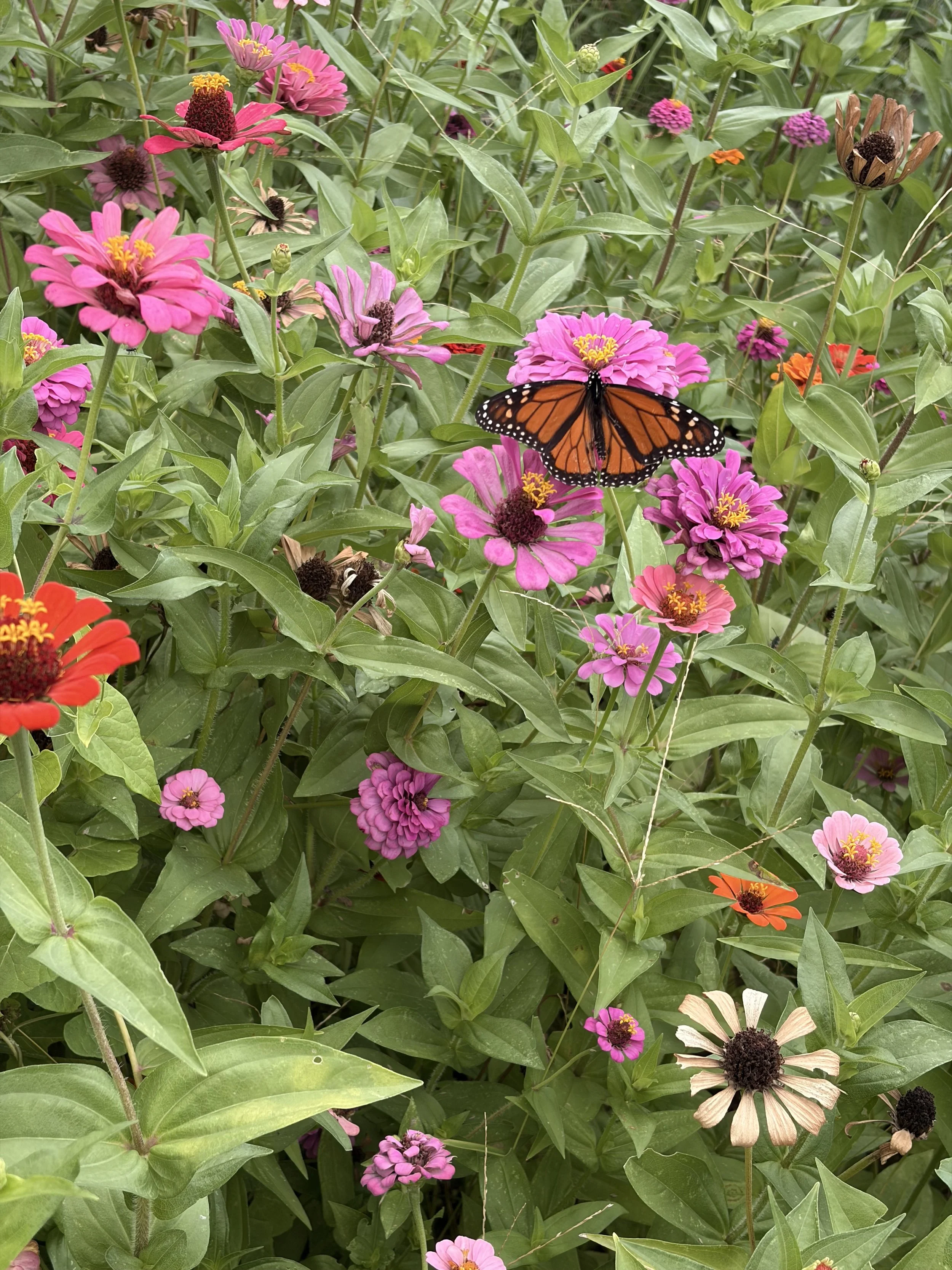 Colorful flowers growing at the Limerick Community Garden.