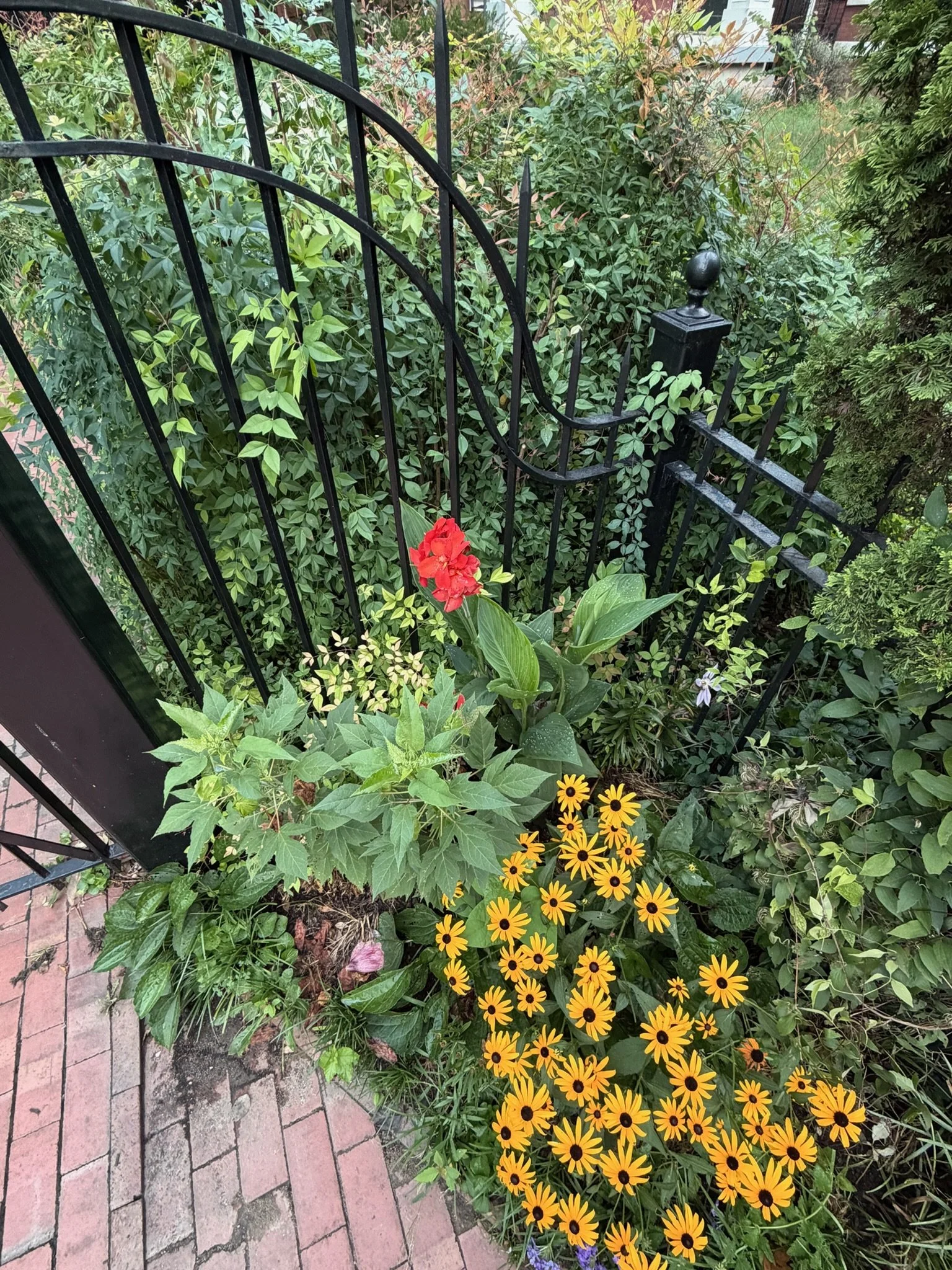 Flowers and plants along a walkway in the Limerick neighborhood.