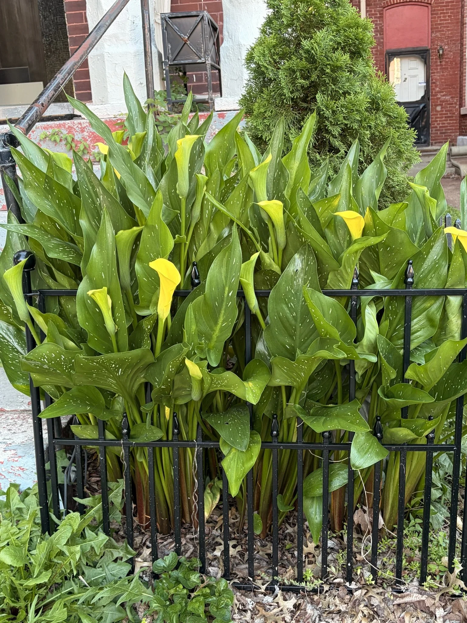 Green leafy plants and yellow flowers growing behind a black metal fence in a neighbor’s yard in Limerick.