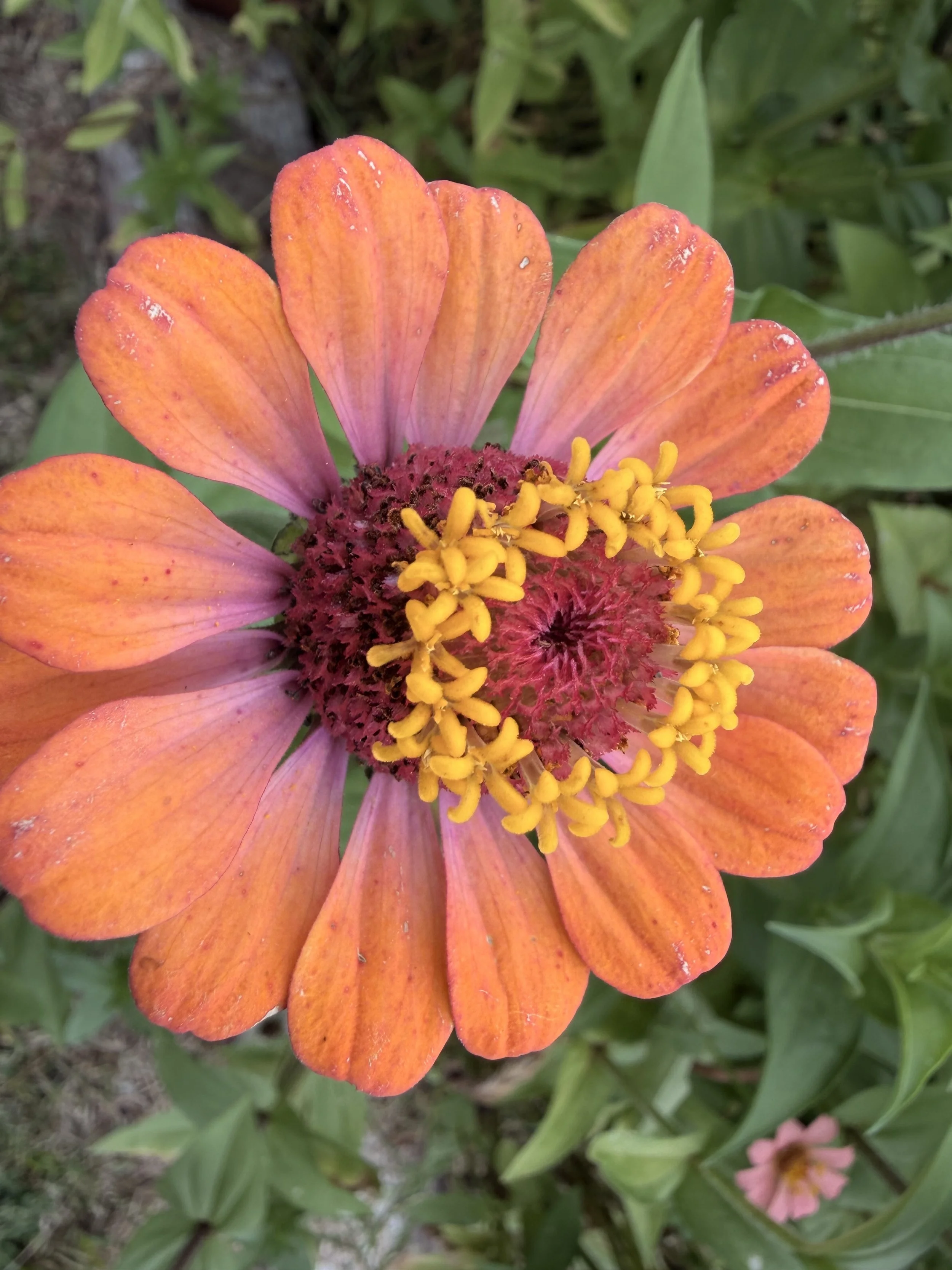 Orange zinnia blooming at the Limerick Community Garden.