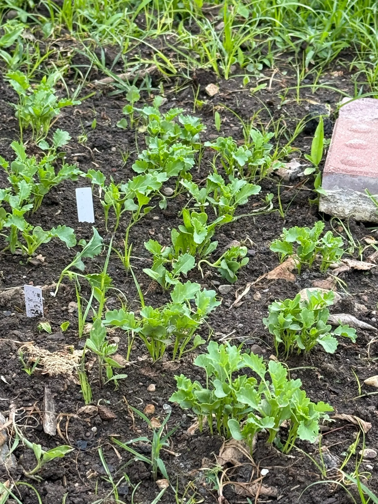 Young kale plants growing in a garden bed at the Limerick Community Garden.