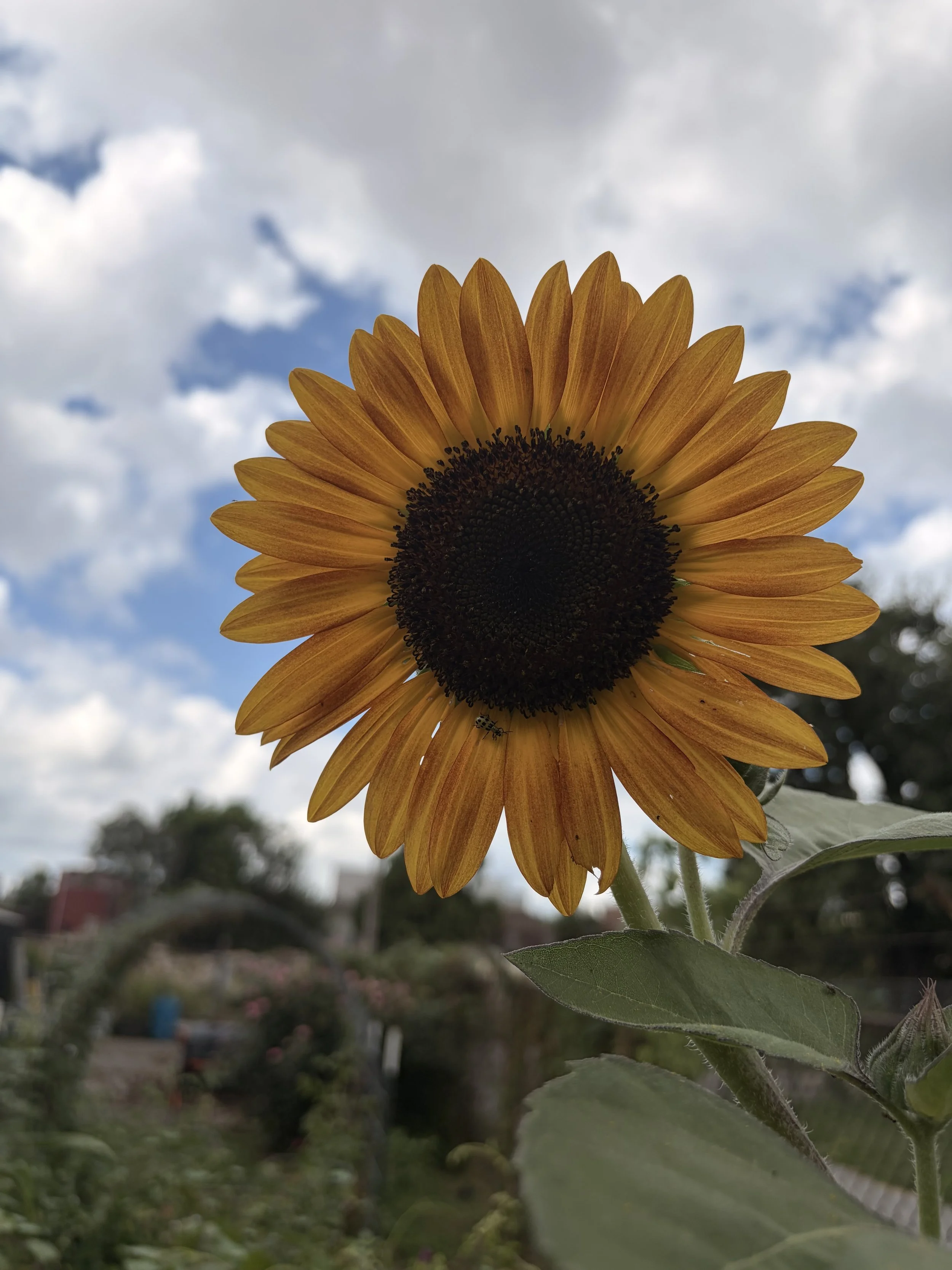 Sunflower with yellow petals and a dark center growing at the Limerick Community Garden.