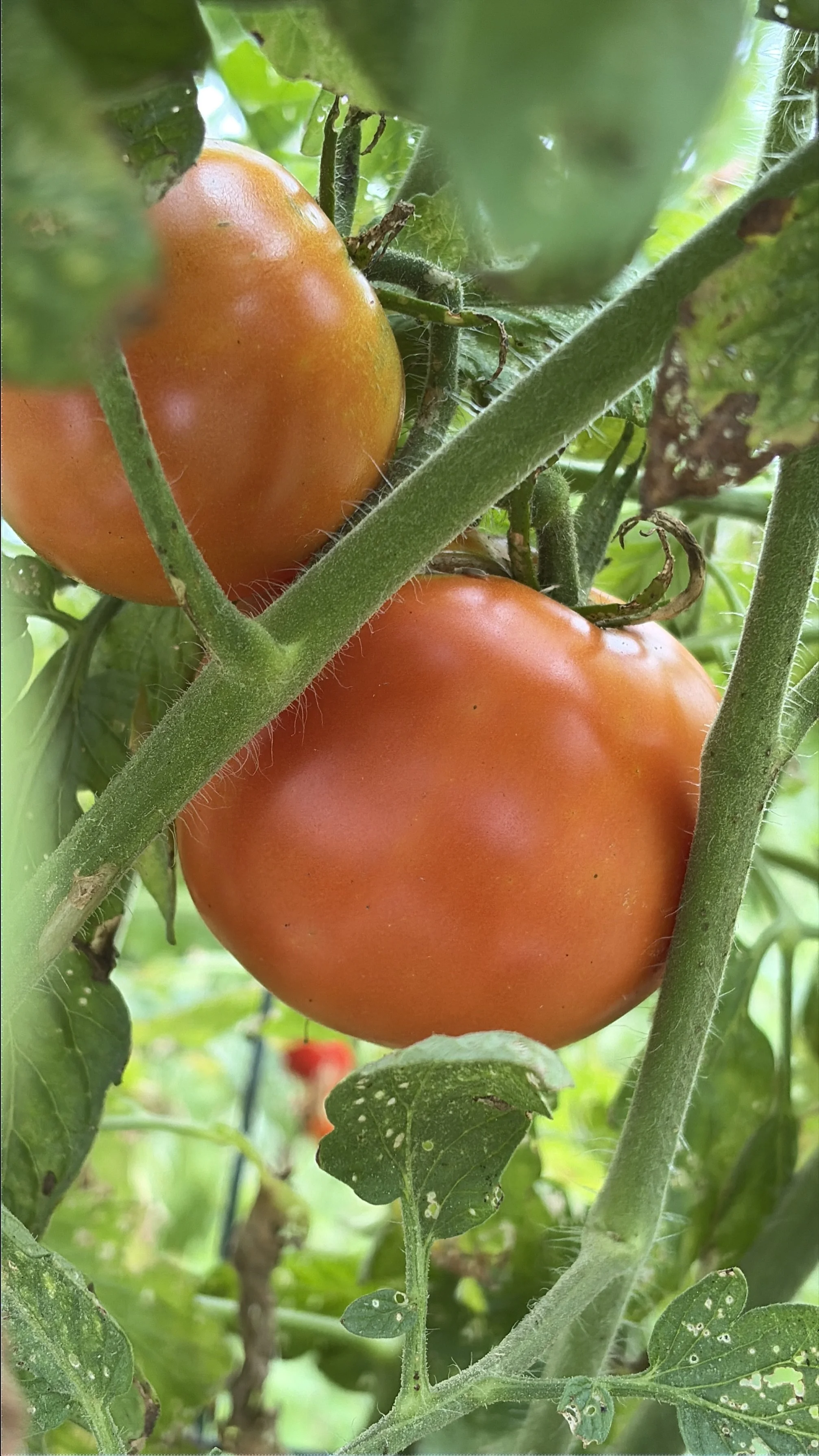 Two ripe tomatoes growing on a vine at the Limerick Community Garden.