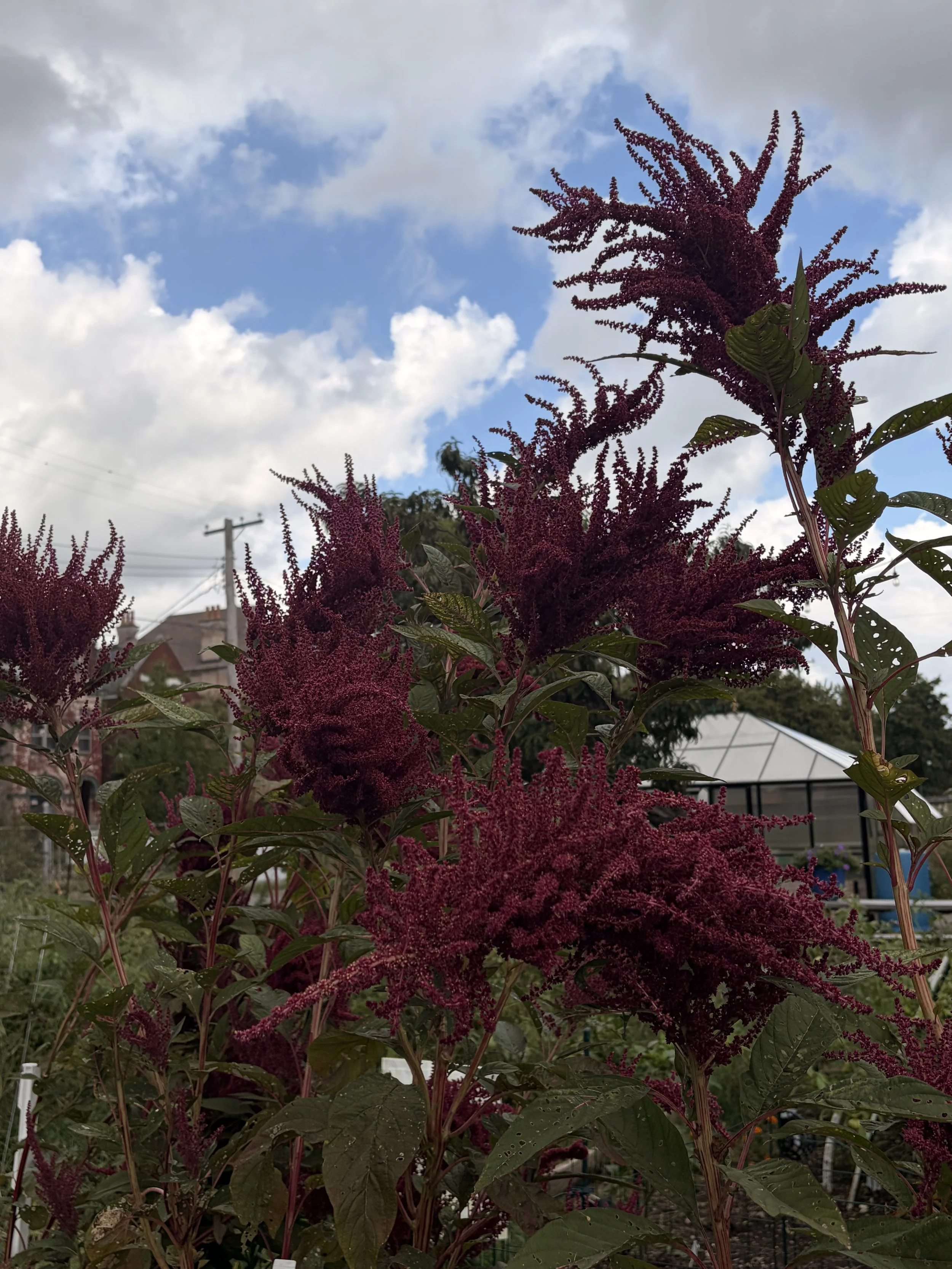 Purple feathery flowers blooming at the Limerick Community Garden.