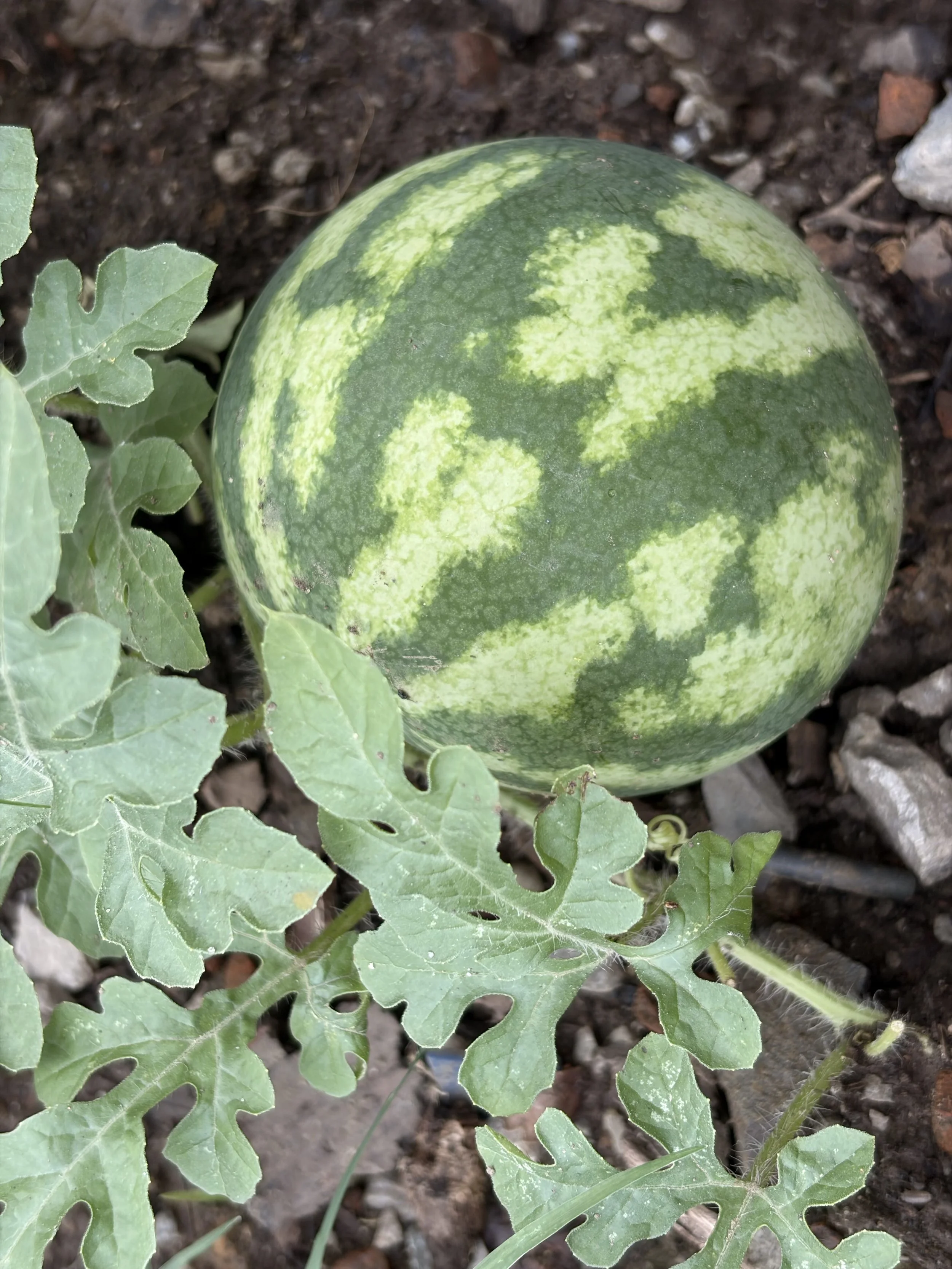 Close-up of a green watermelon with light green patterns on its surface, resting on dark soil, with green leaves nearby.