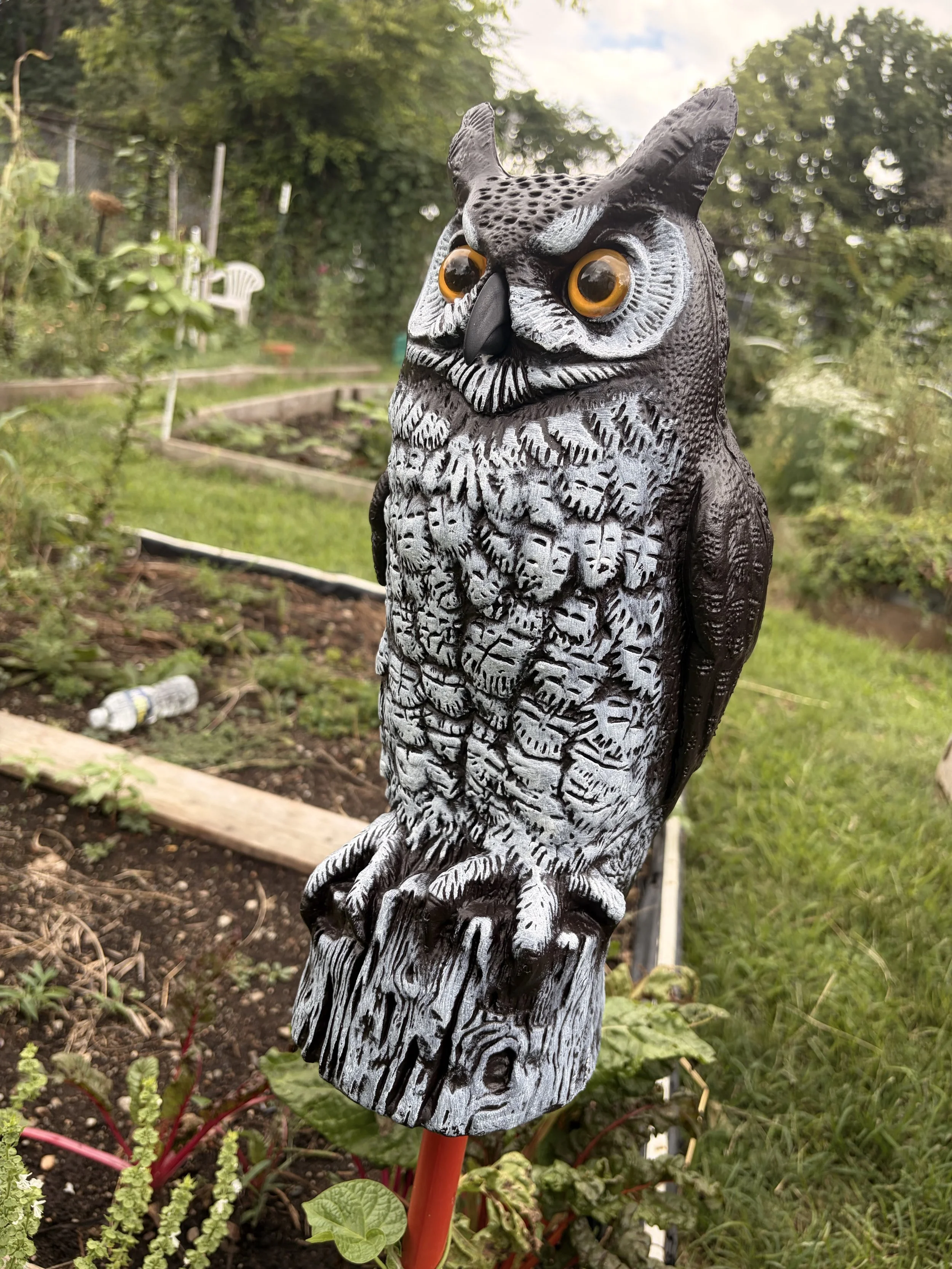 Owl garden ornament among plants at the Limerick Community Garden.