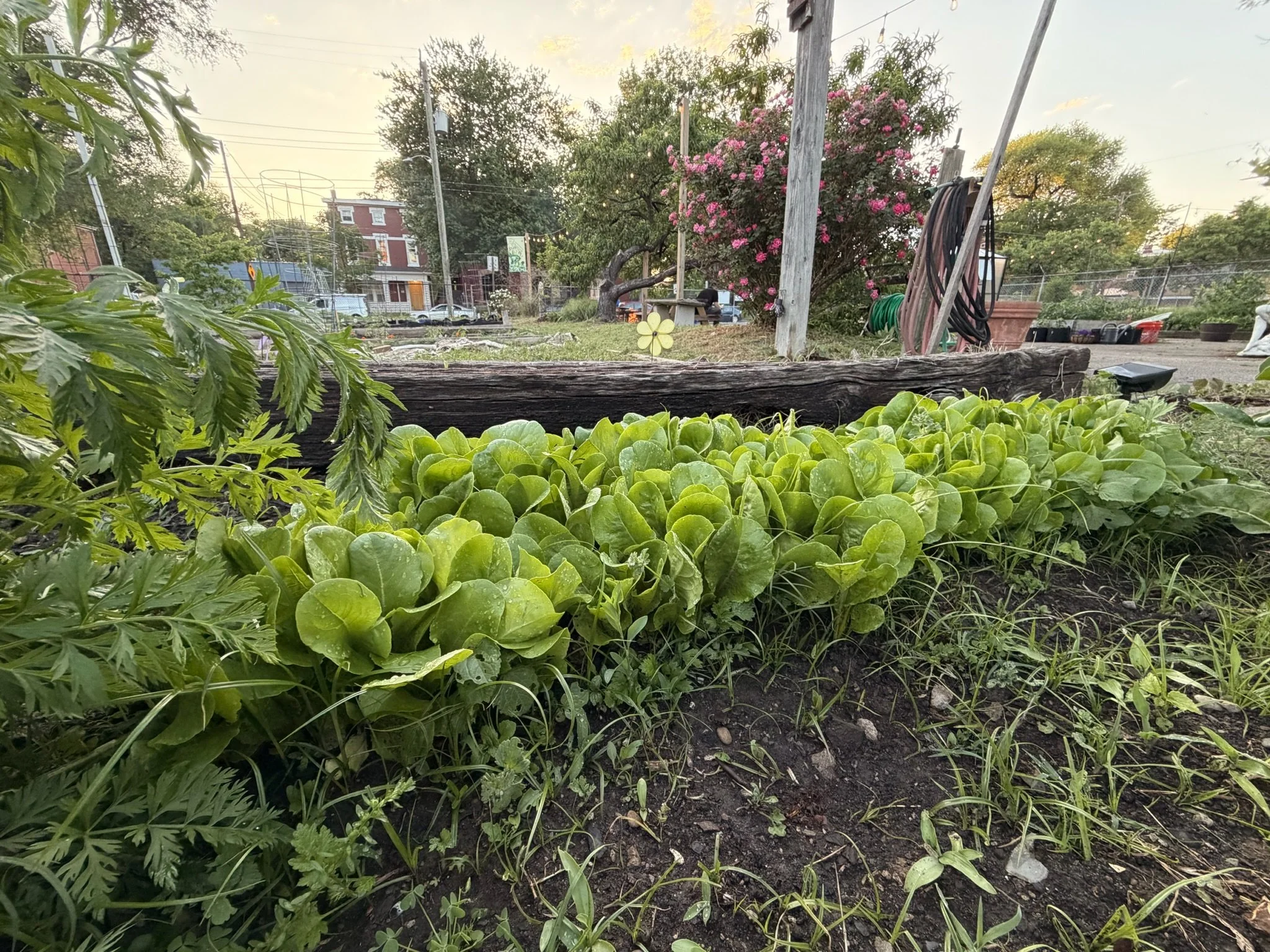 Limerick Community Garden with leafy green plants growing in garden beds.