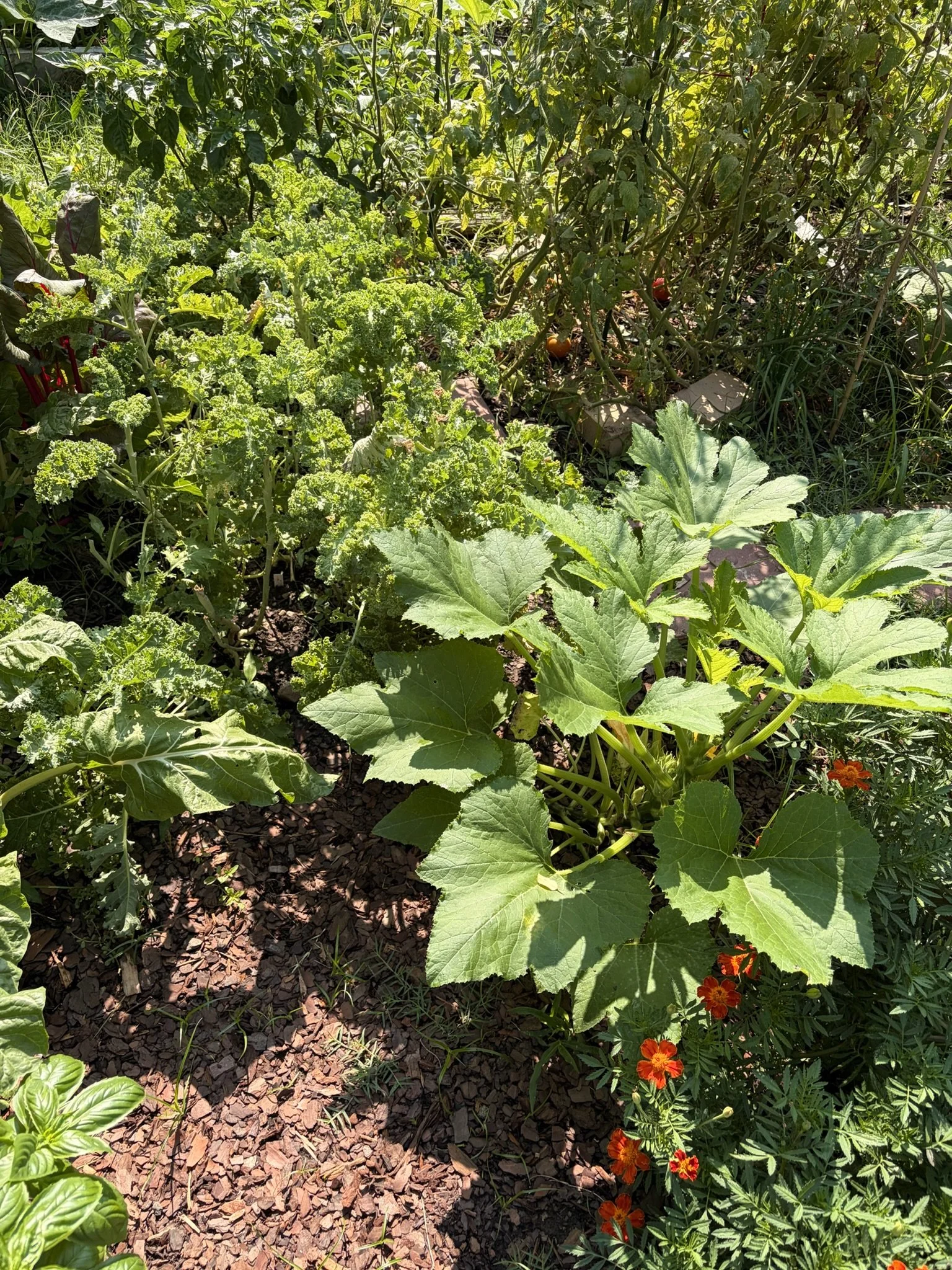 Lush green plants growing at the Limerick Community Garden, including tomato plants with small tomatoes and orange flowers.