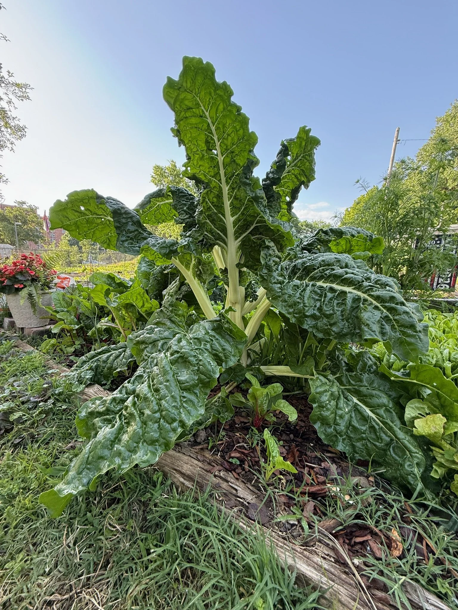 Swiss chard growing at the Limerick Community Garden.